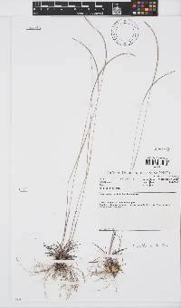 Image of Microchloa kunthii