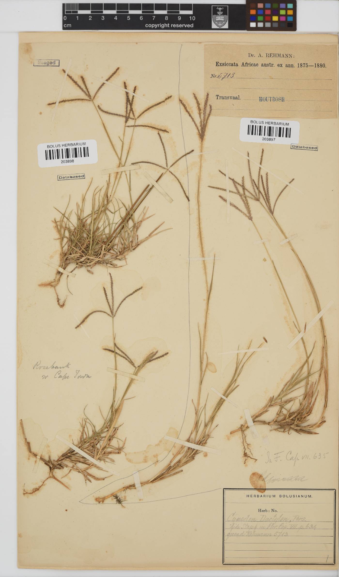 Cynodon dactylon image
