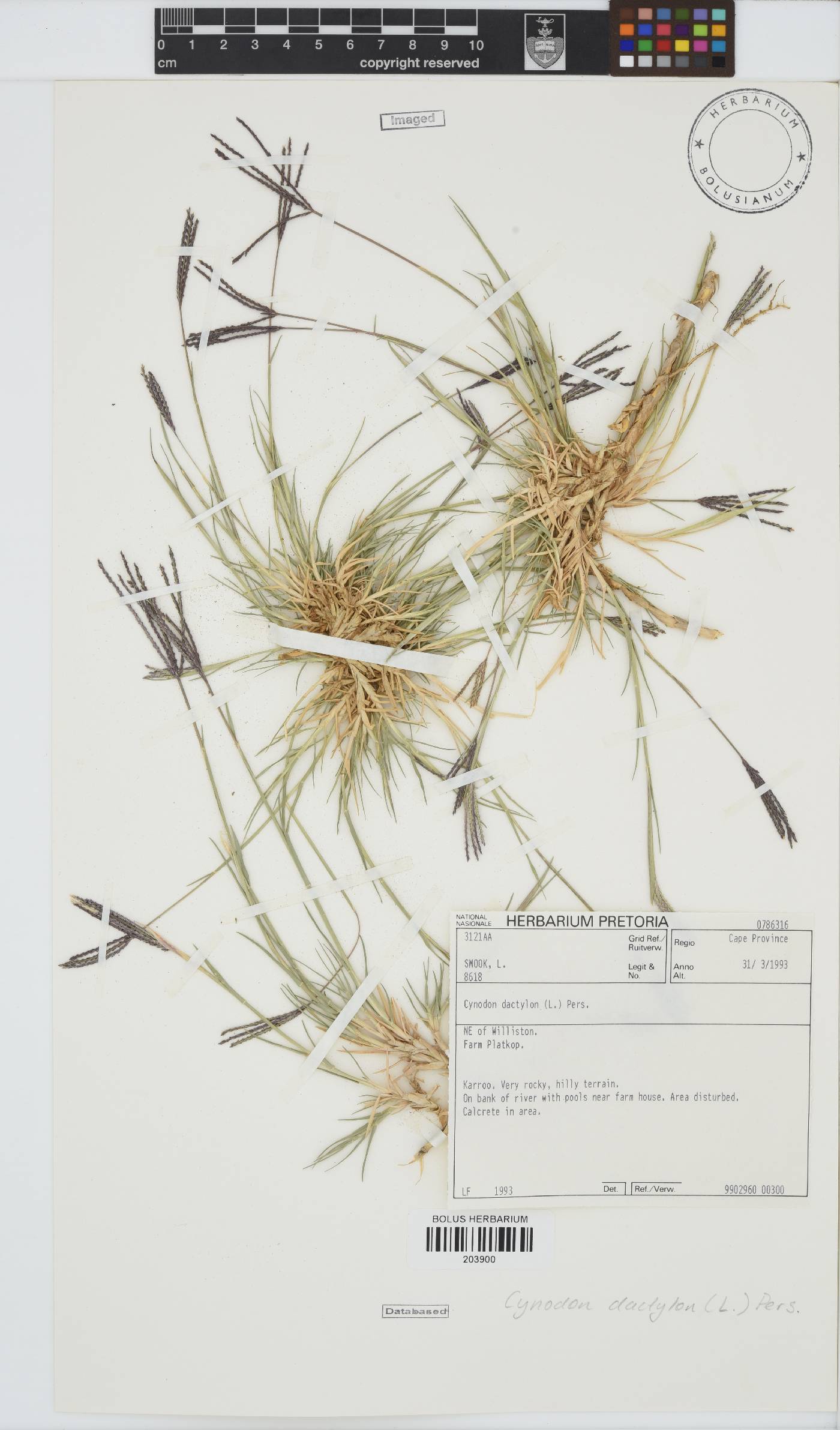 Cynodon dactylon image