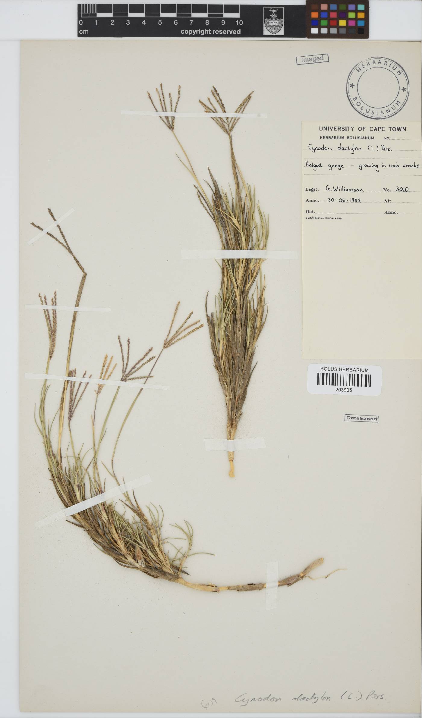 Cynodon dactylon image