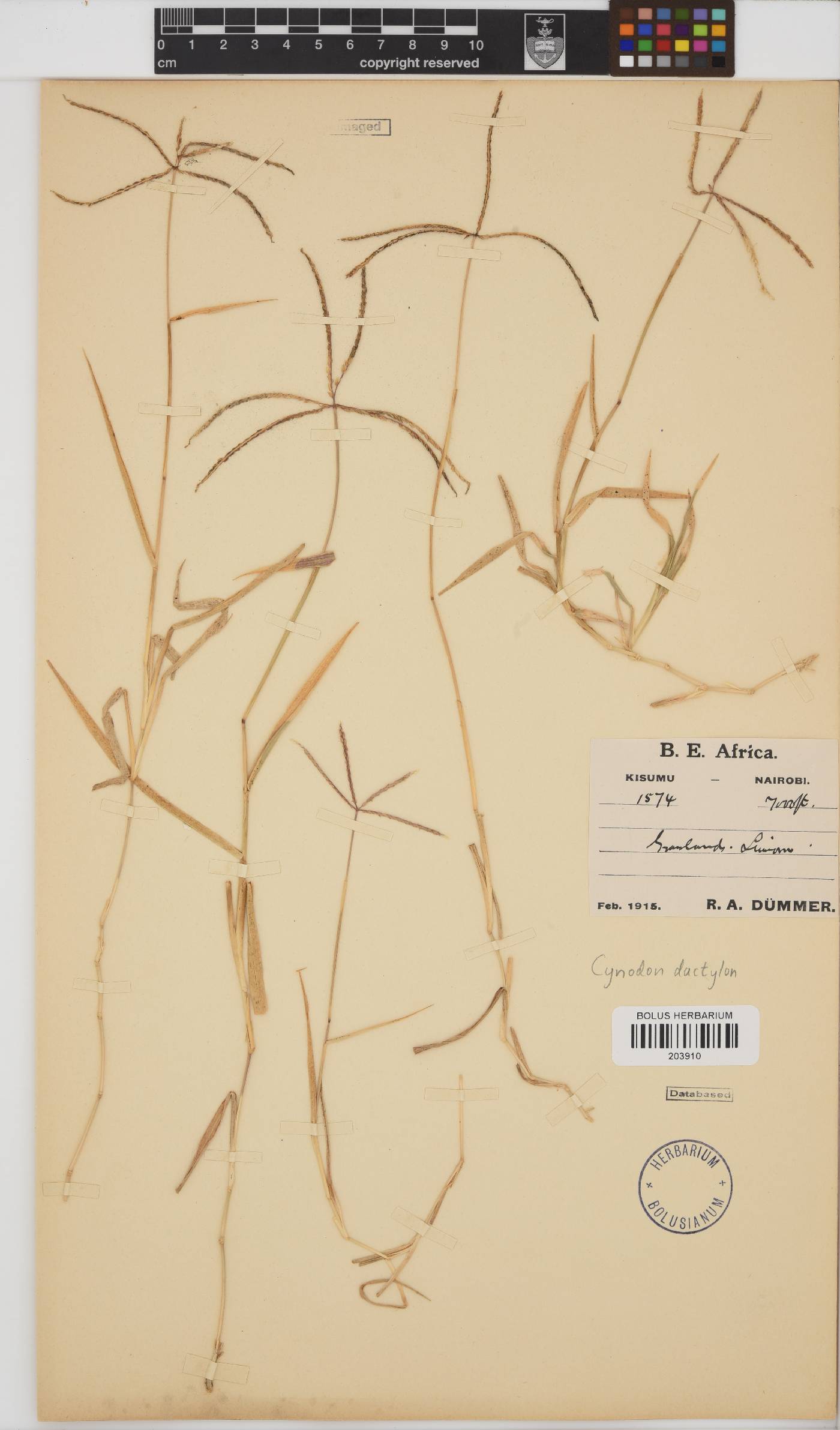 Cynodon dactylon image