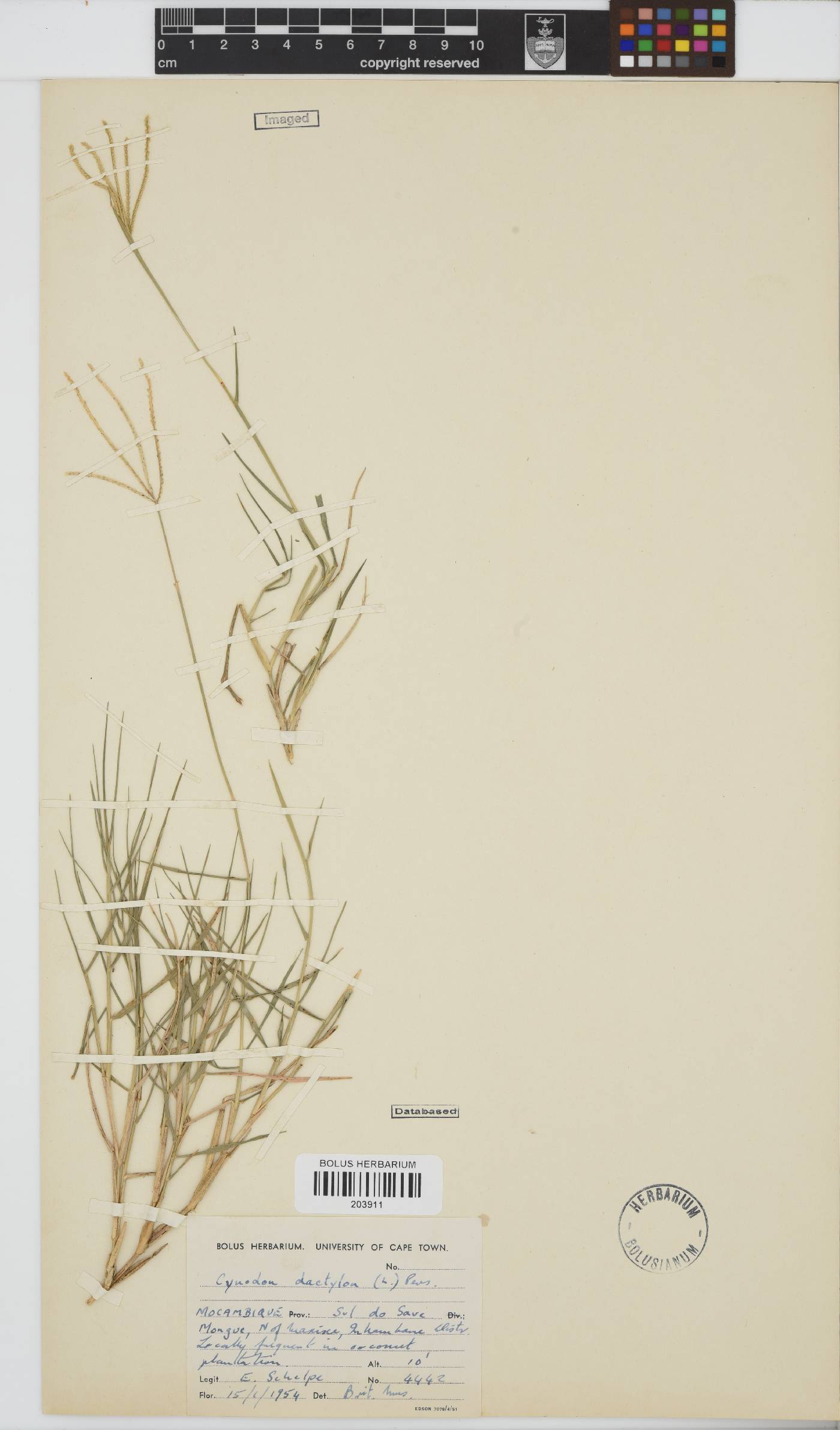 Cynodon image