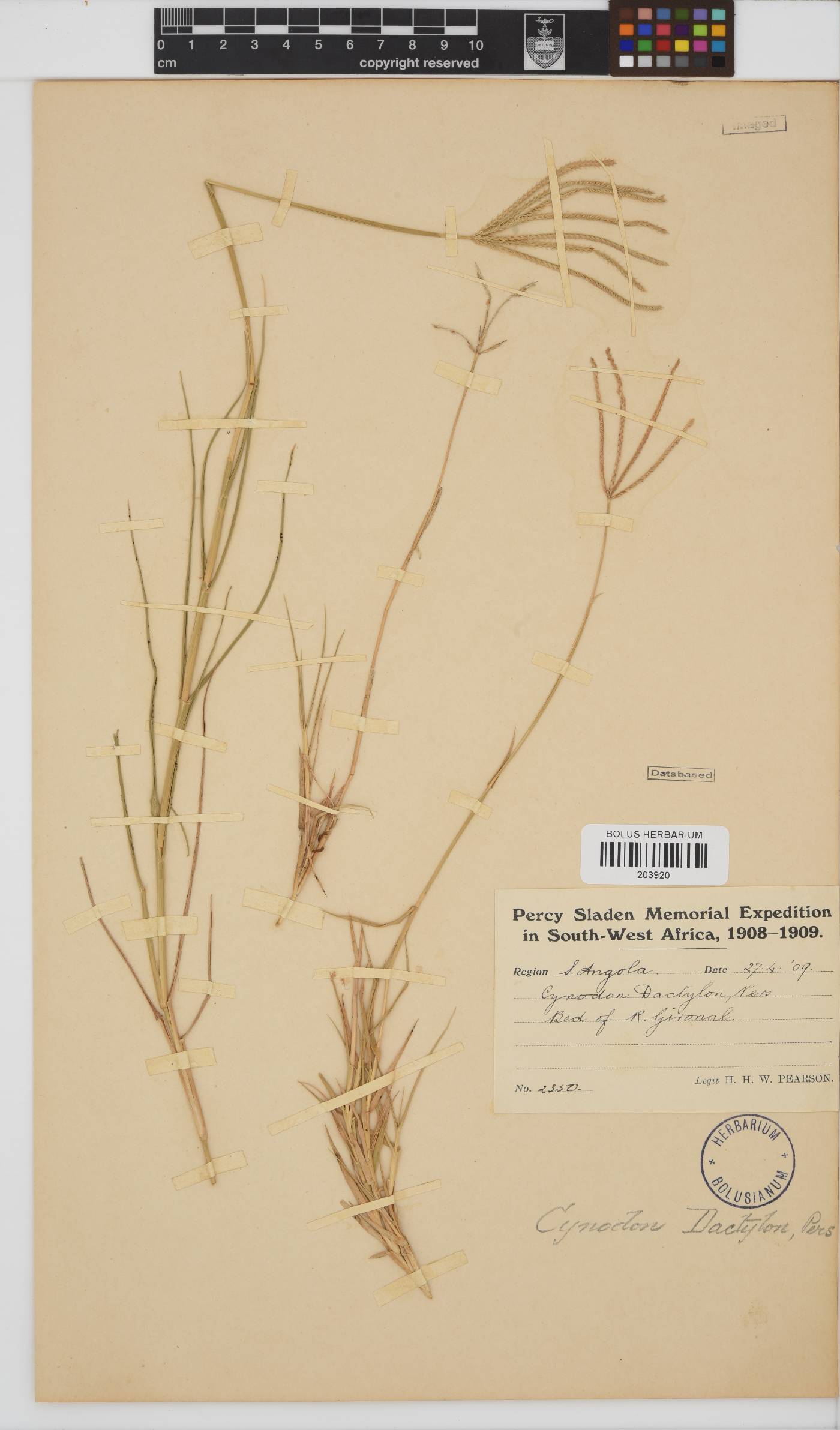 Cynodon dactylon image