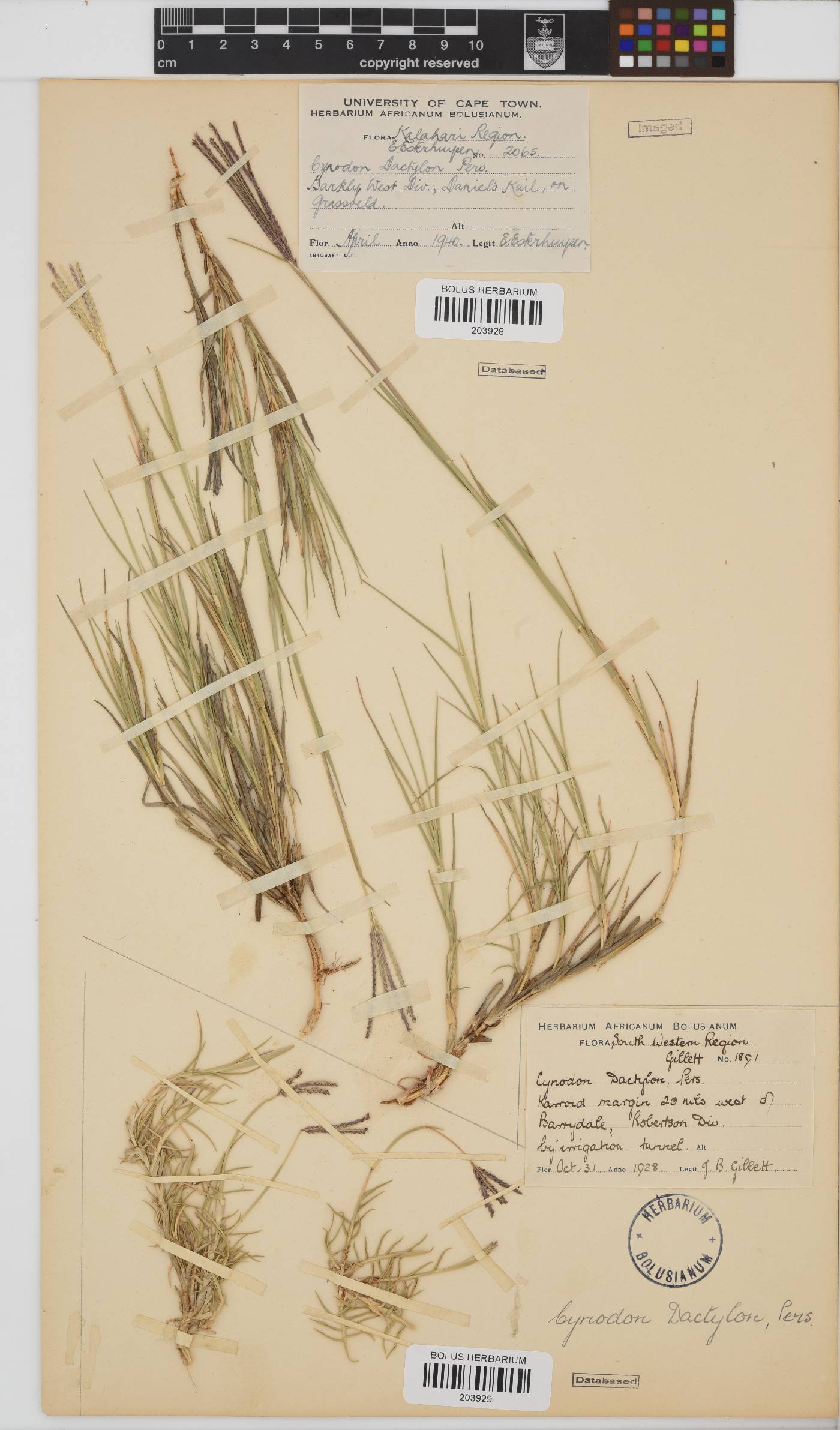 Cynodon dactylon image