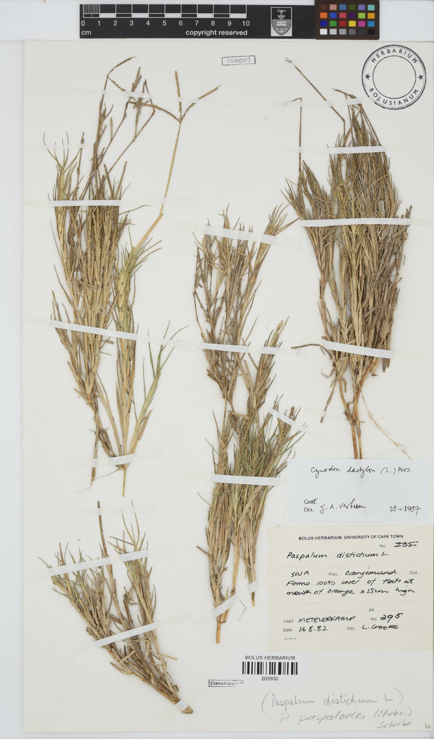 Cynodon dactylon image