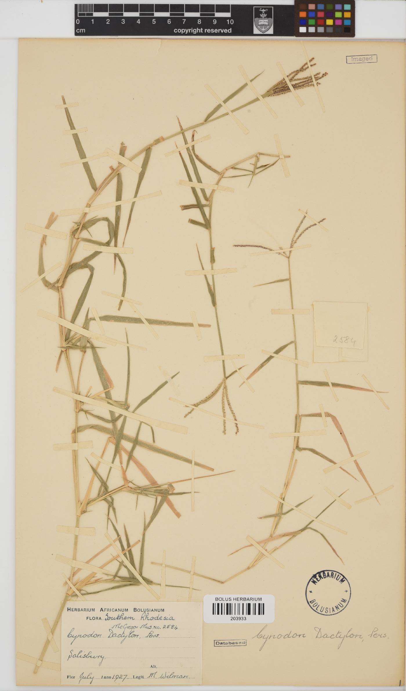 Cynodon image