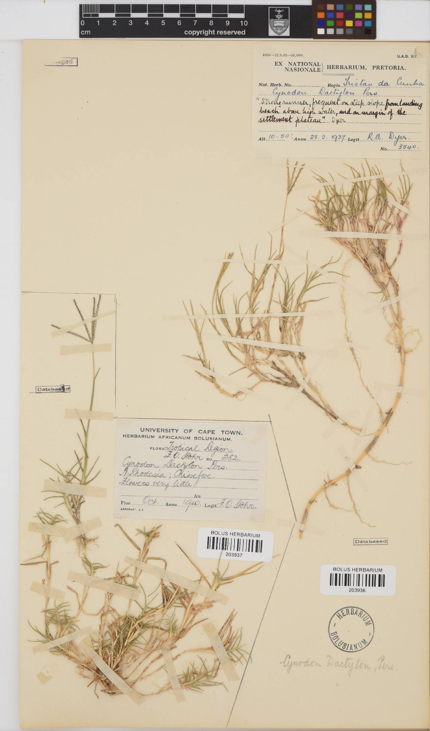 Cynodon dactylon image