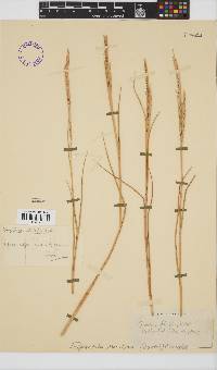 Spartina maritima image