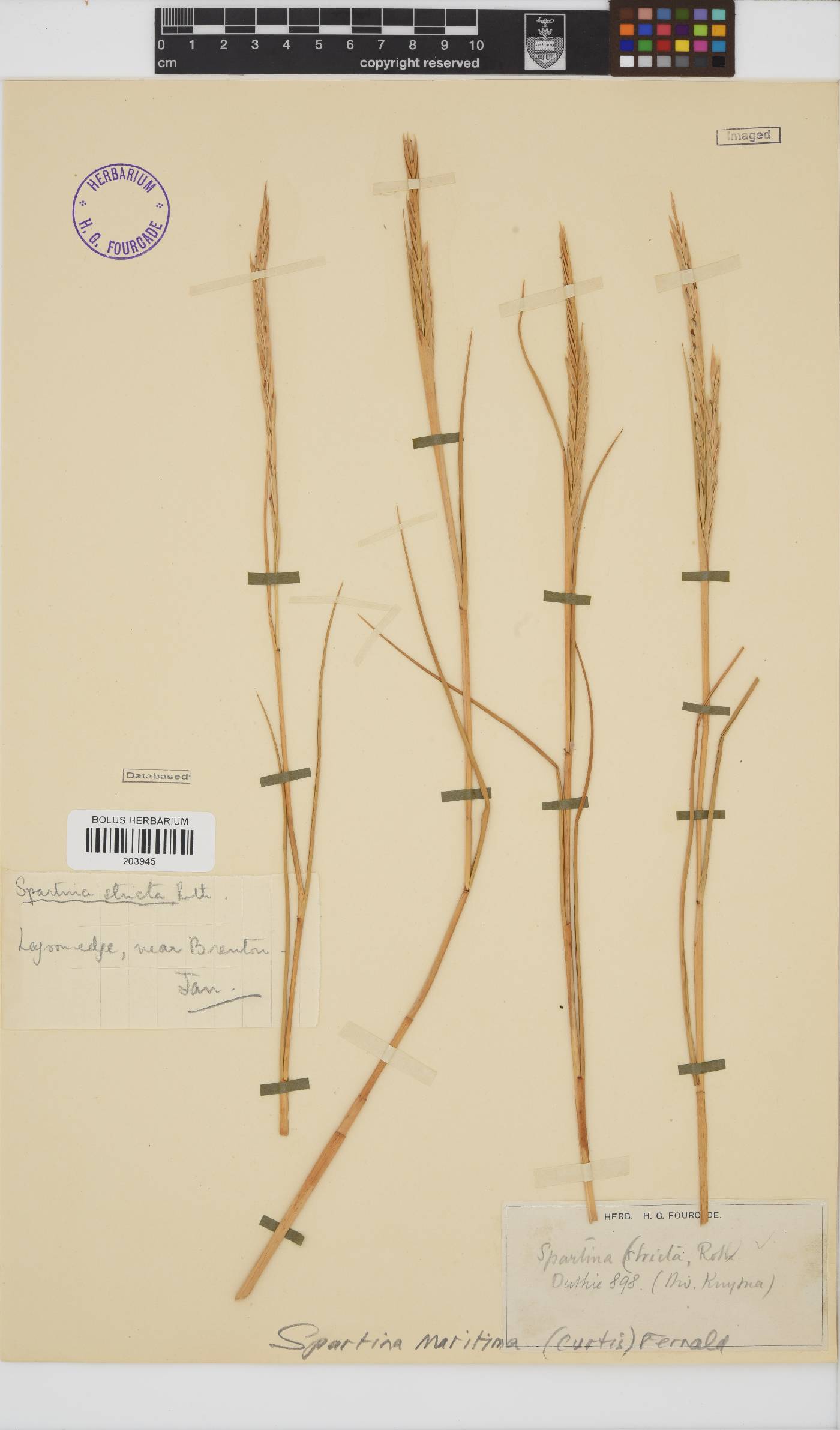 Spartina maritima image