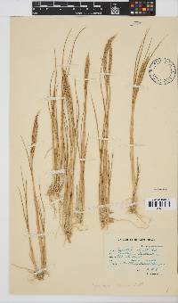 Spartina maritima image