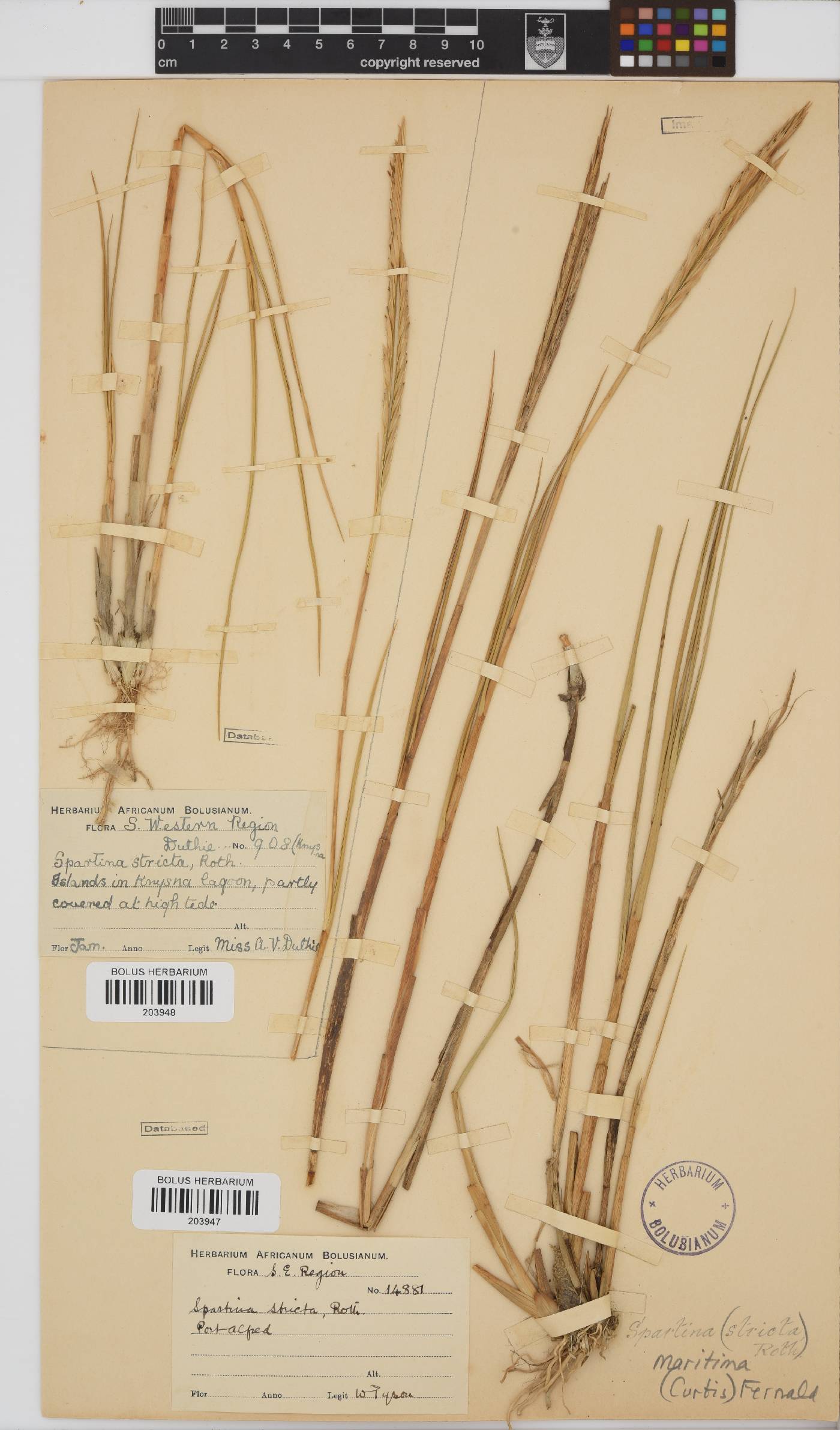 Spartina maritima image