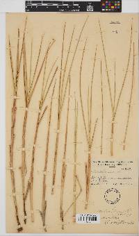 Spartina maritima image