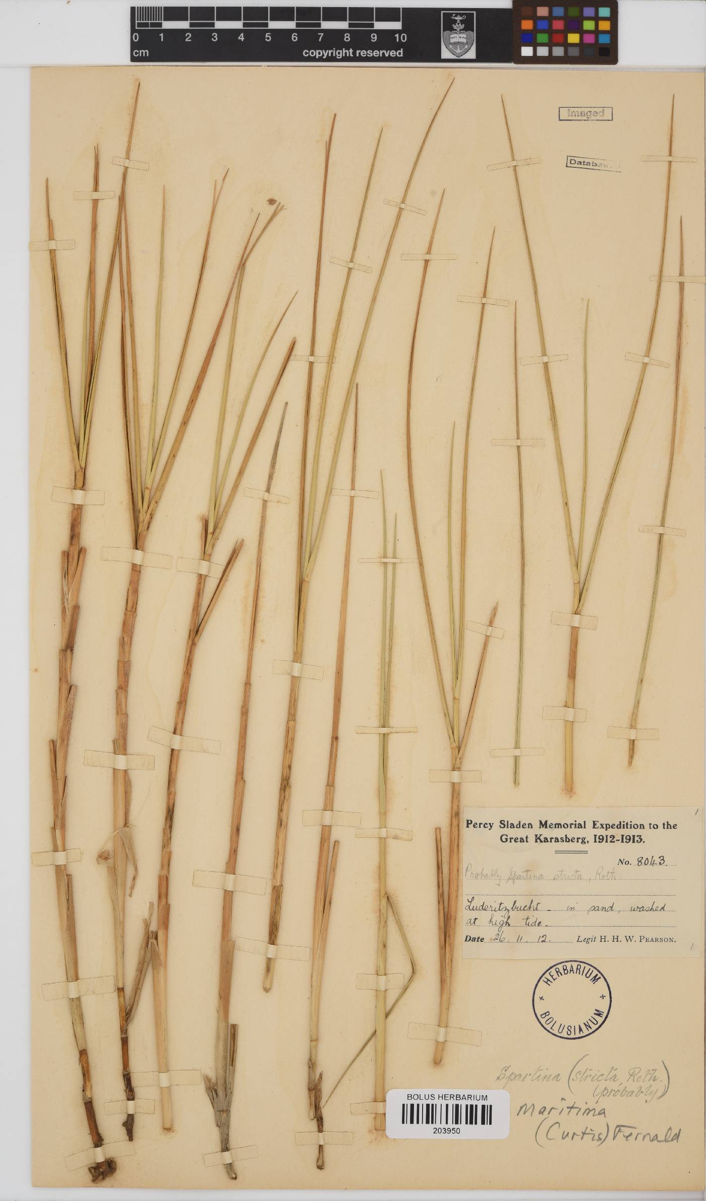 Spartina maritima image