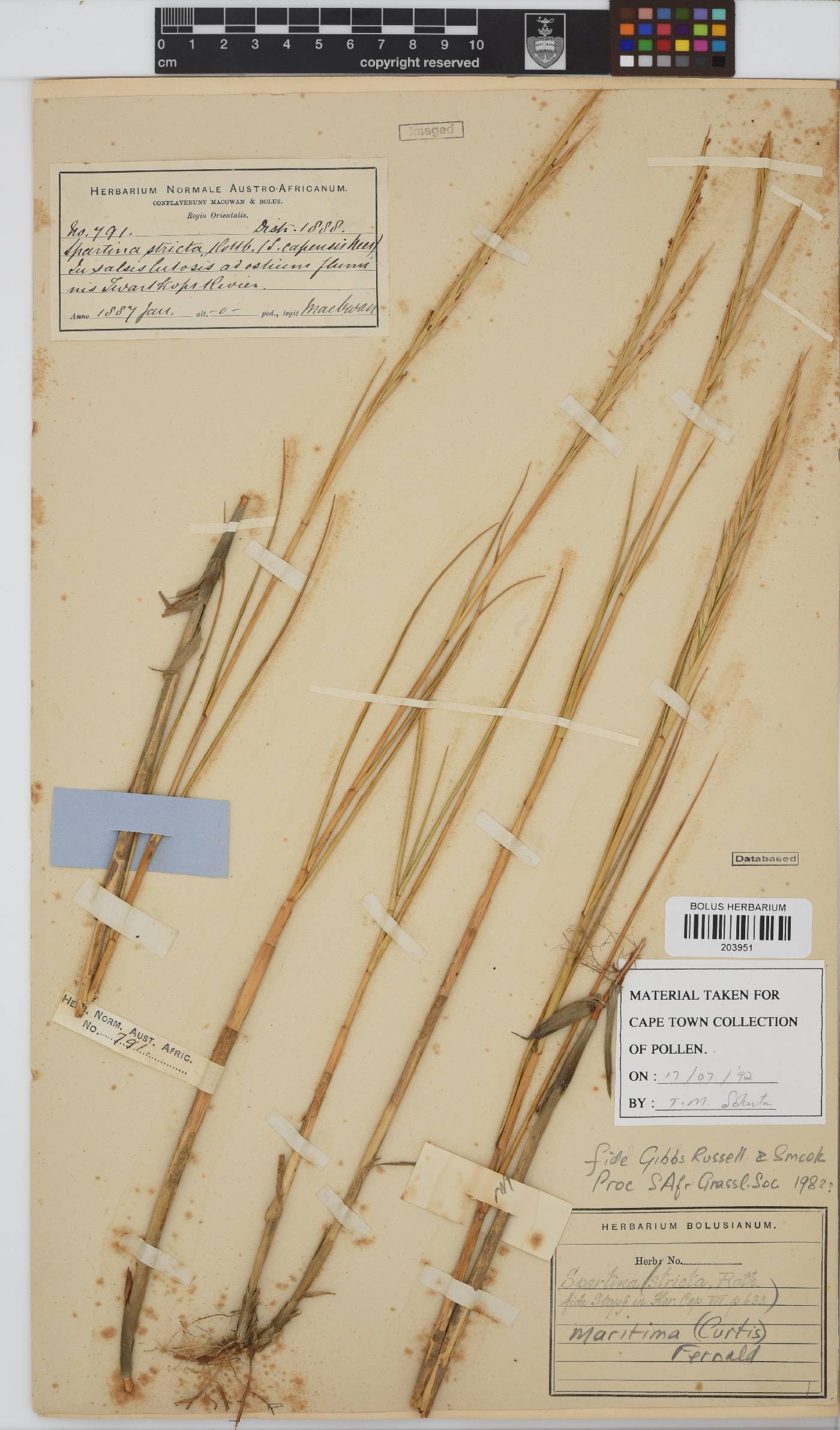Spartina maritima image