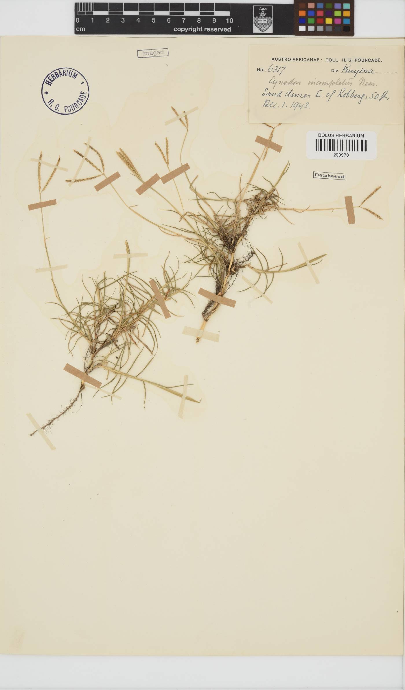 Cynodon incompletus image