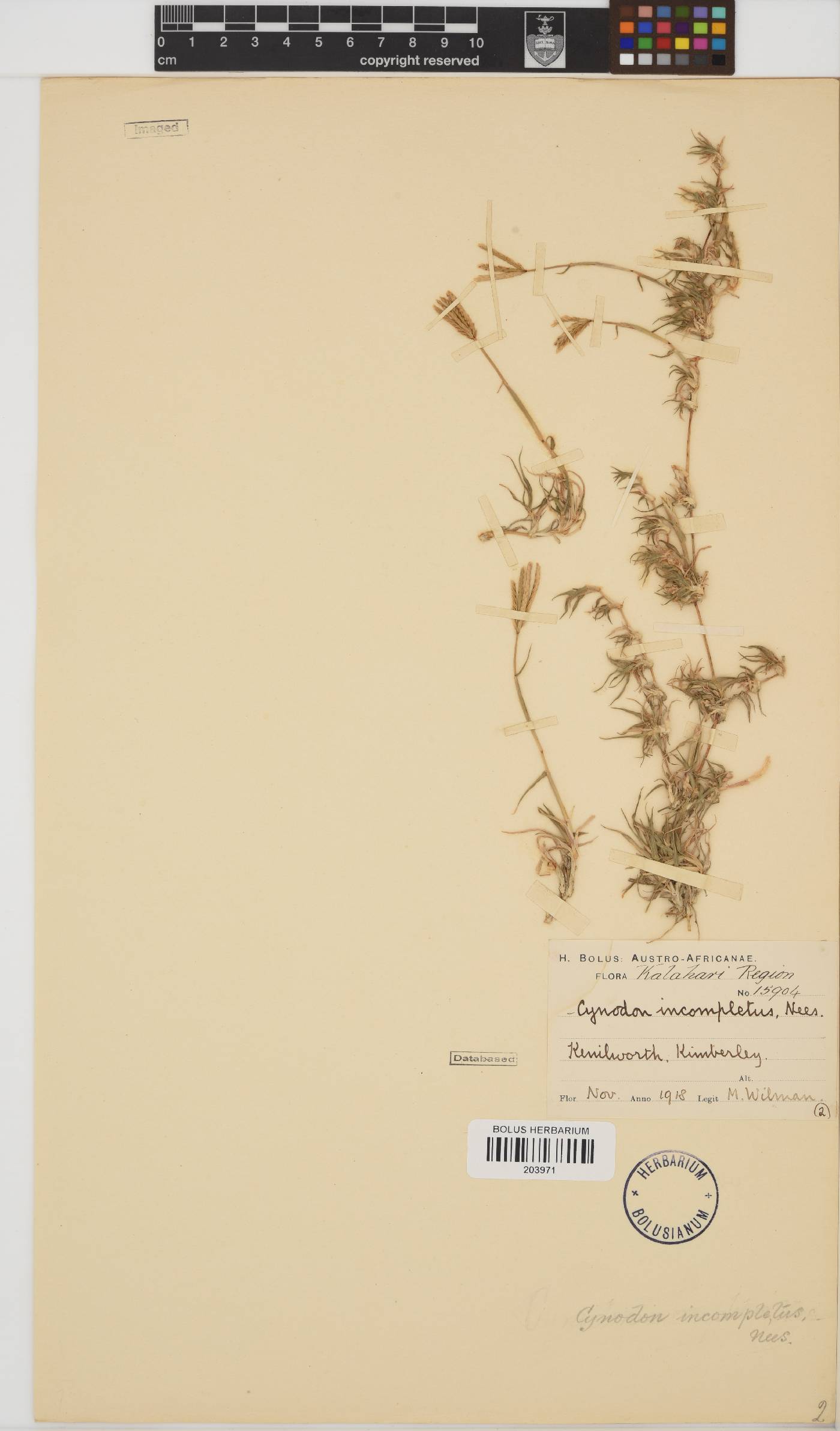 Cynodon image