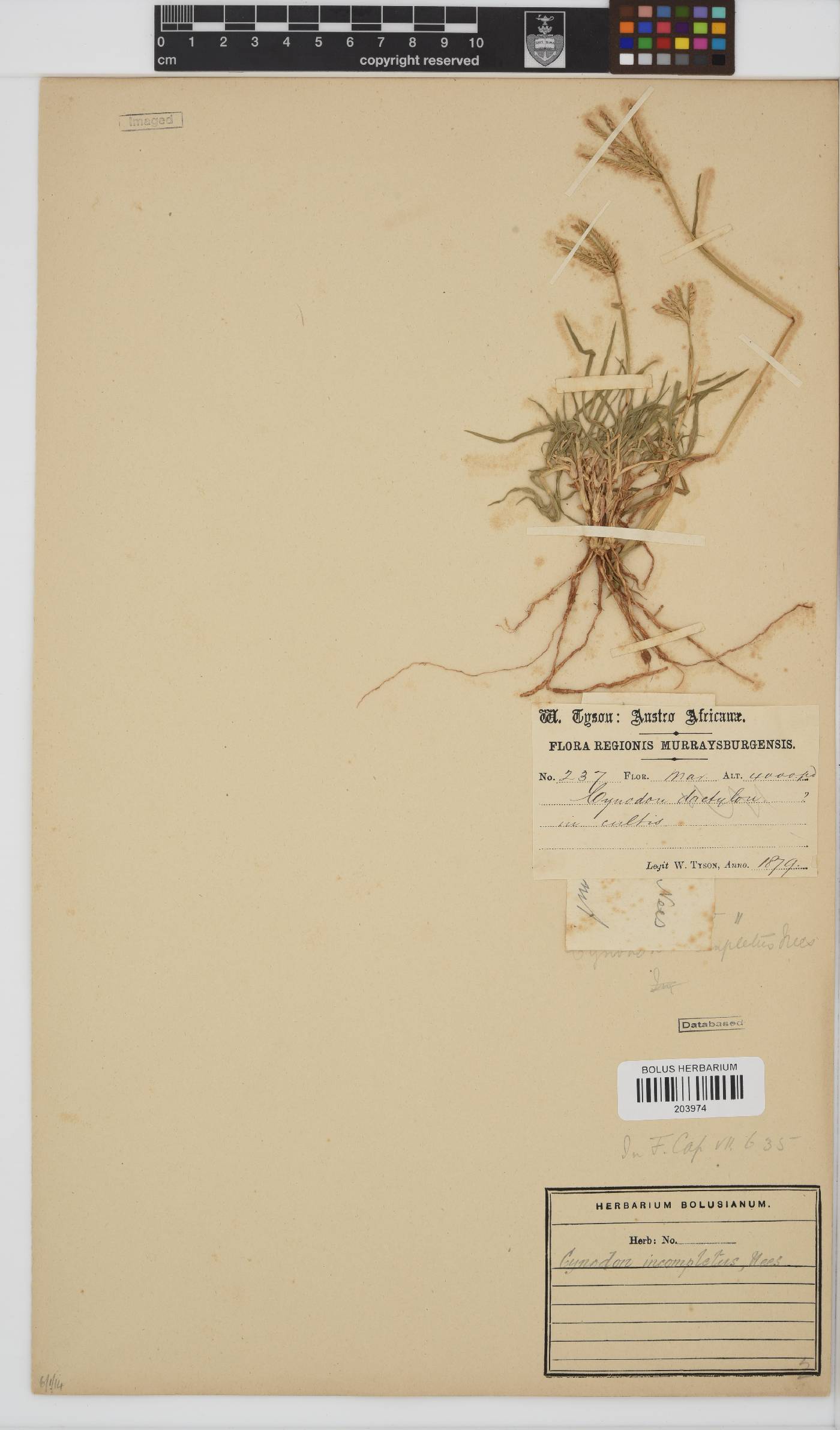 Cynodon incompletus image