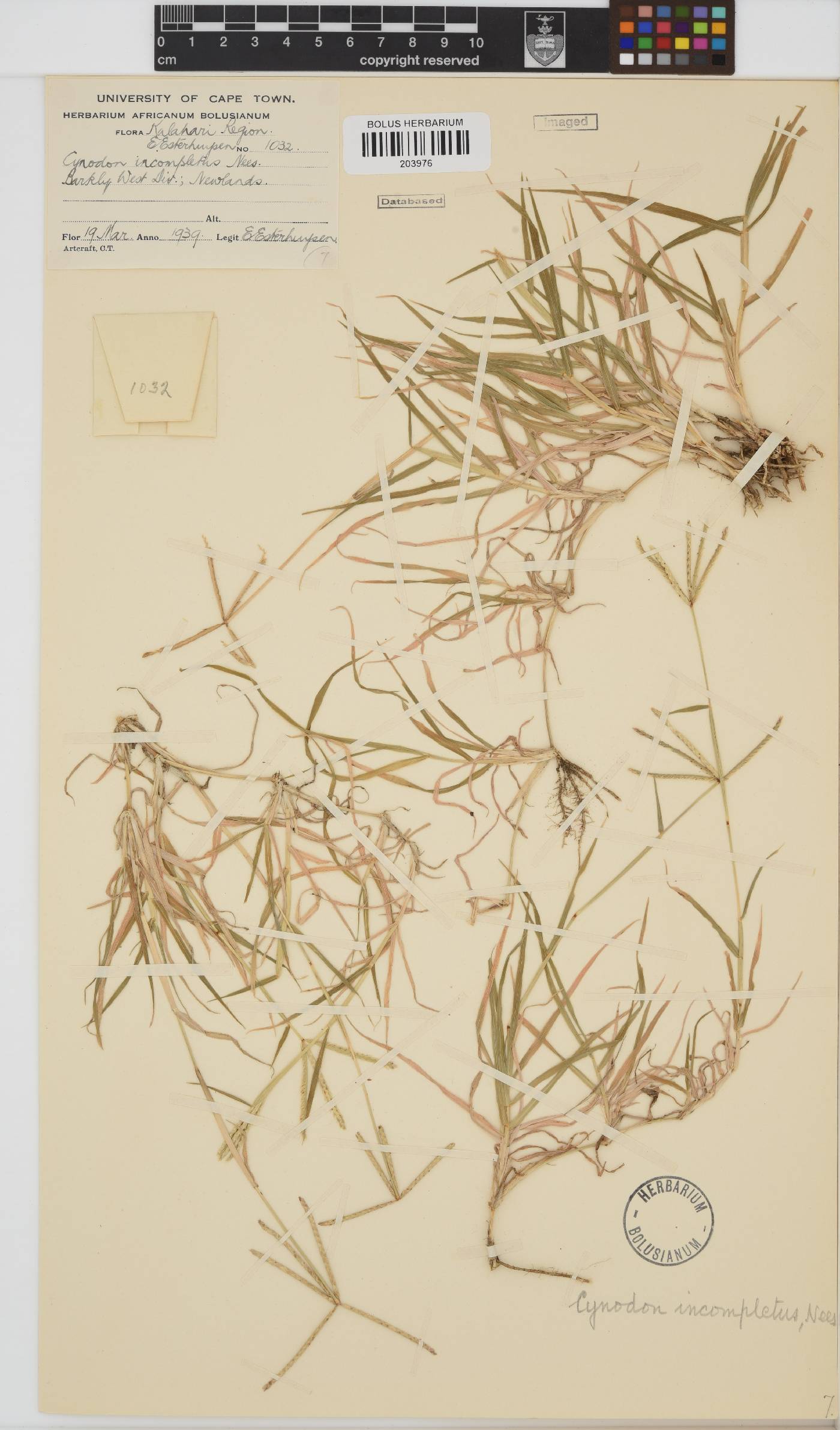 Cynodon incompletus image