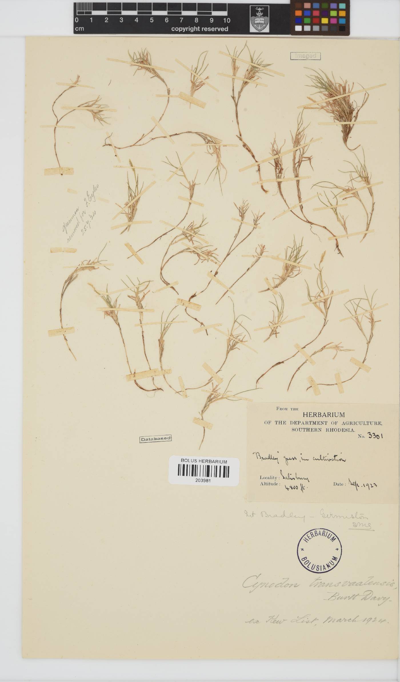 Cynodon transvaalensis image