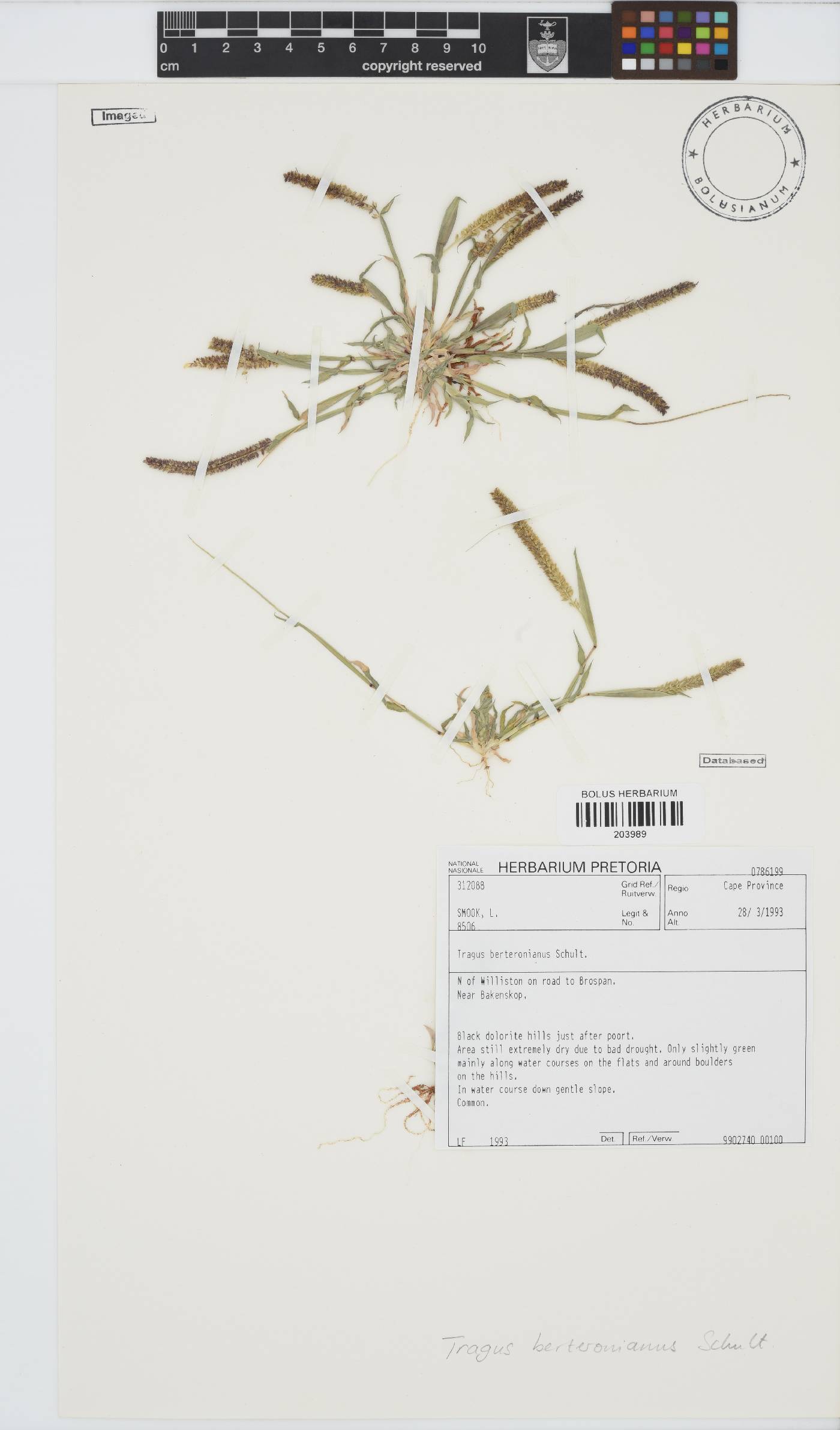 Tragus berteronianus image
