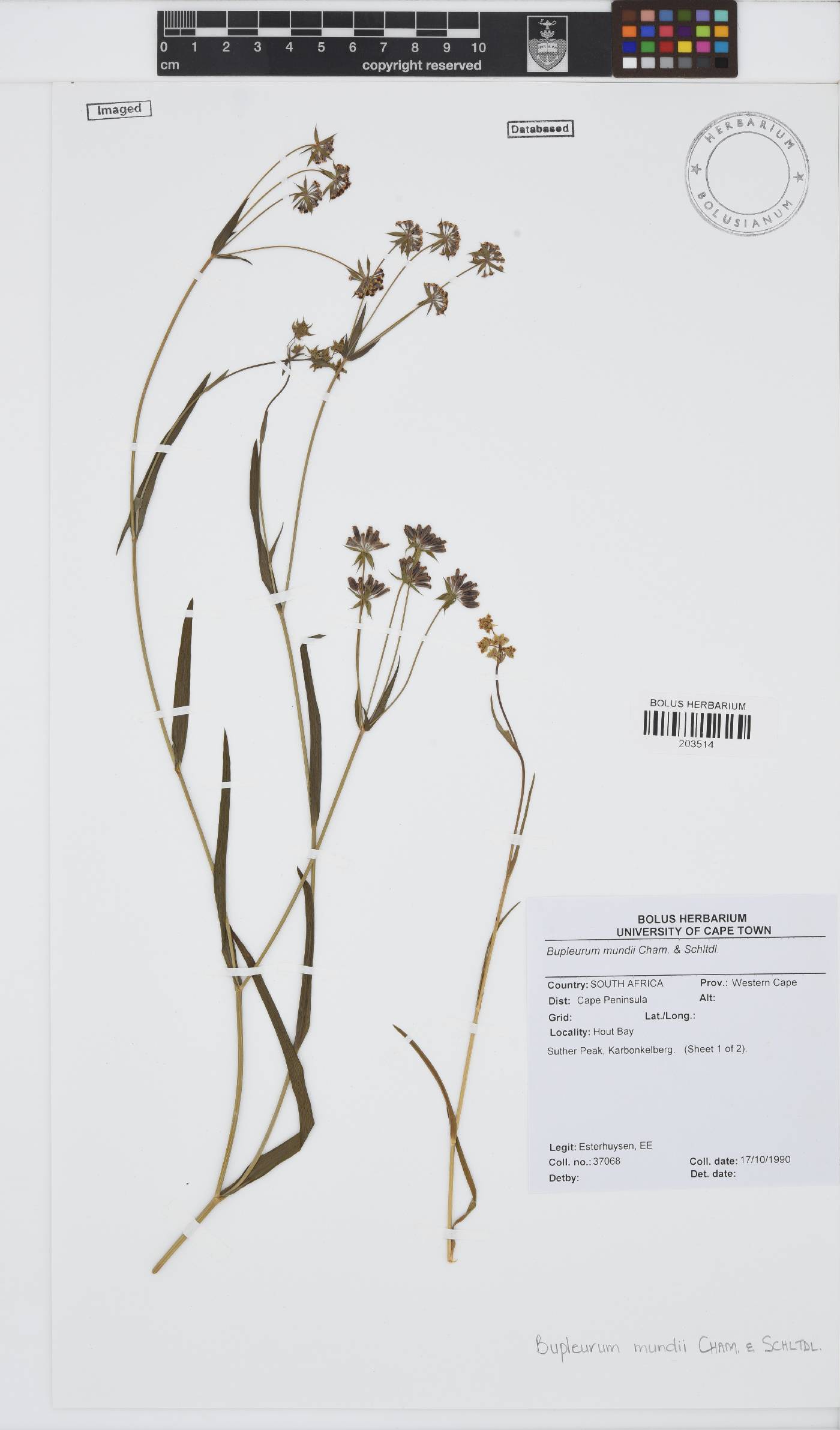 Bupleurum mundii image