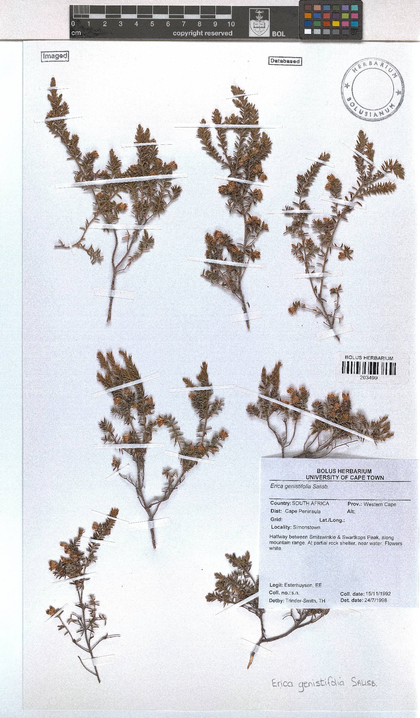 Erica genistifolia image