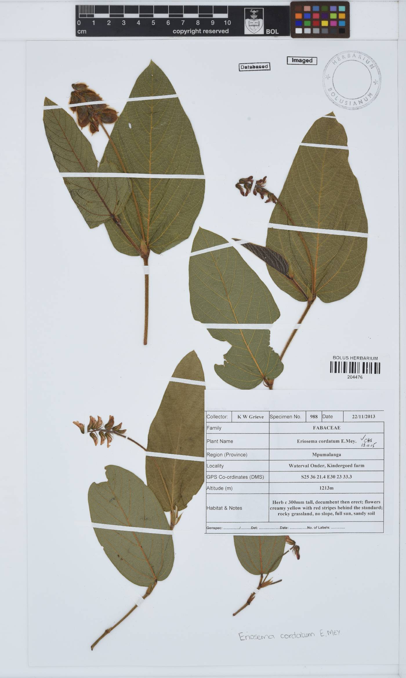 Eriosema cordatum image