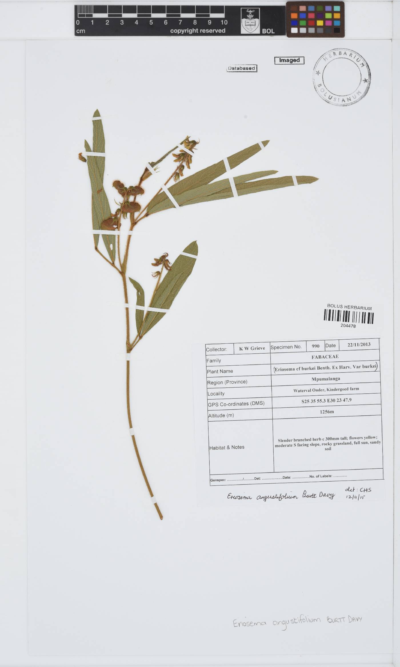 Eriosema angustifolium image