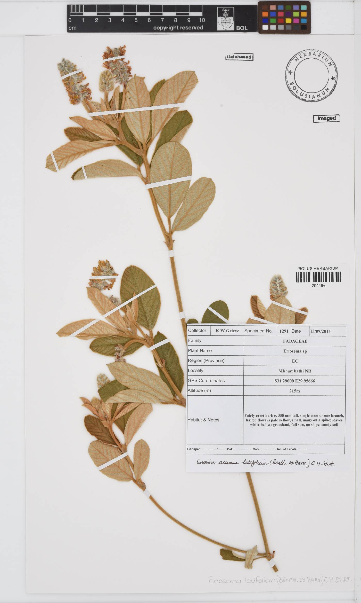 Eriosema latifolium image