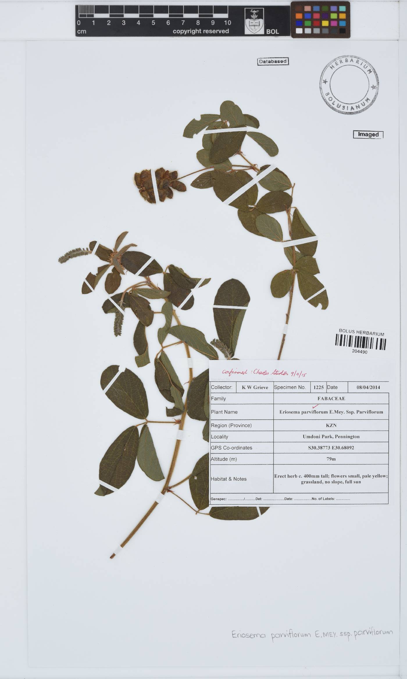 Eriosema parviflorum image