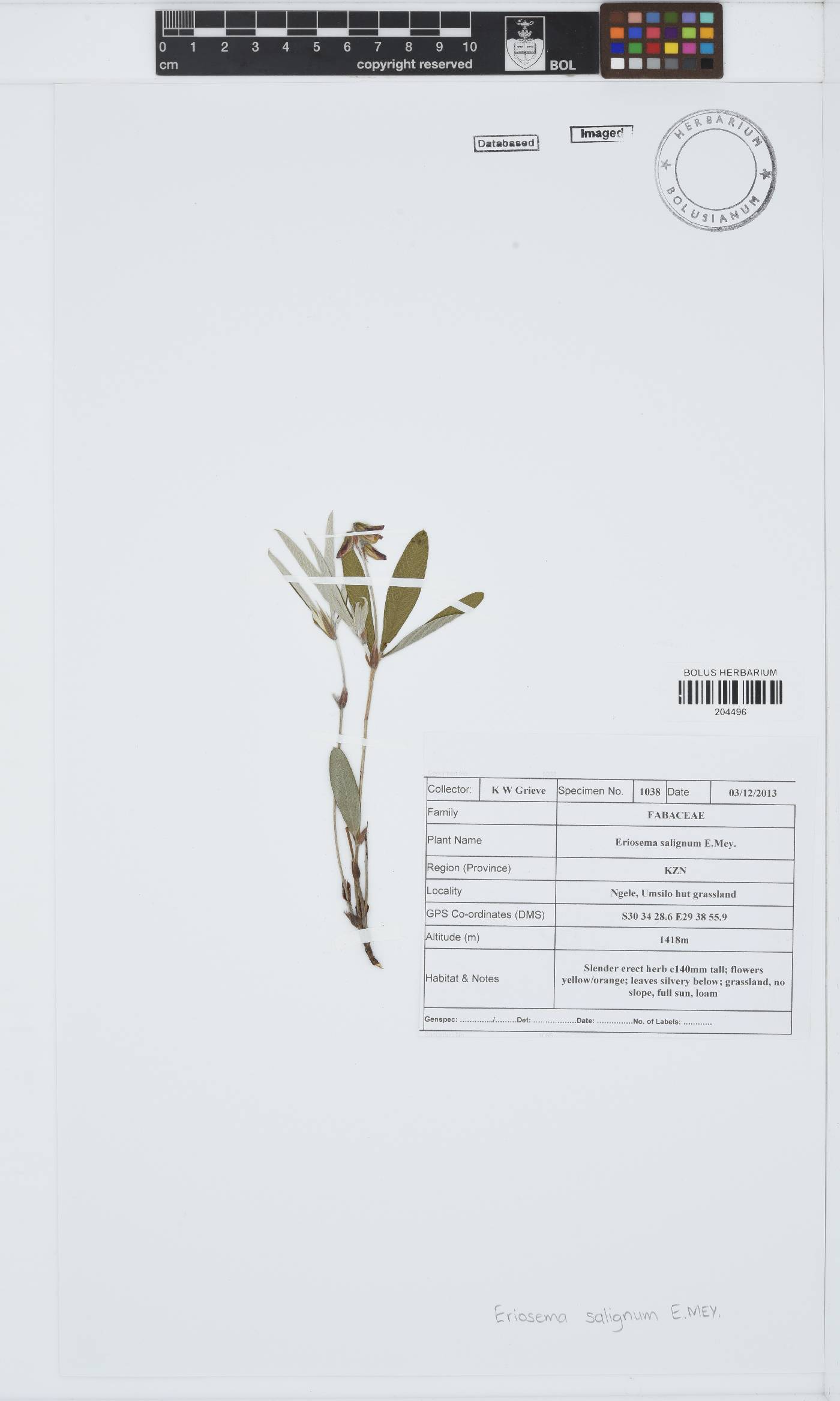 Eriosema salignum image