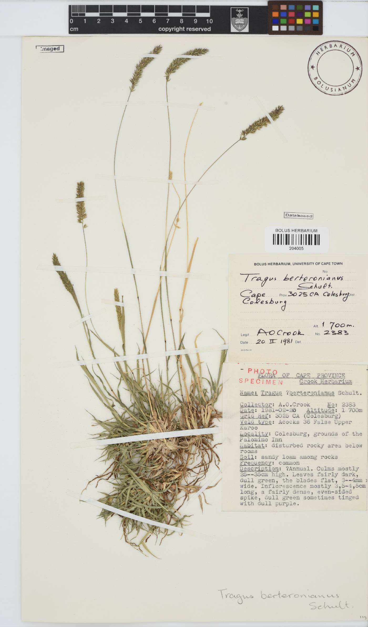 Tragus berteronianus image