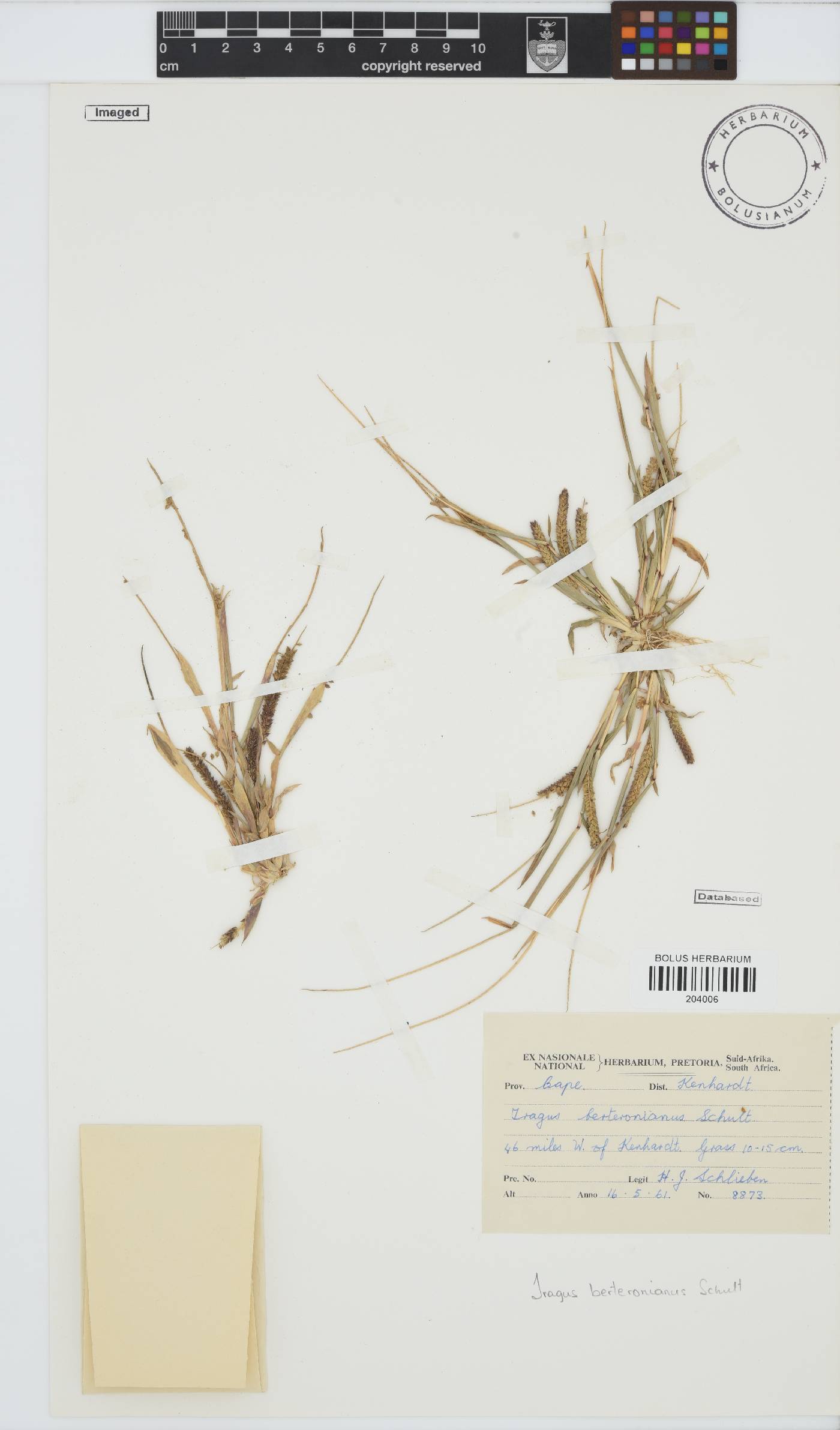 Tragus berteronianus image