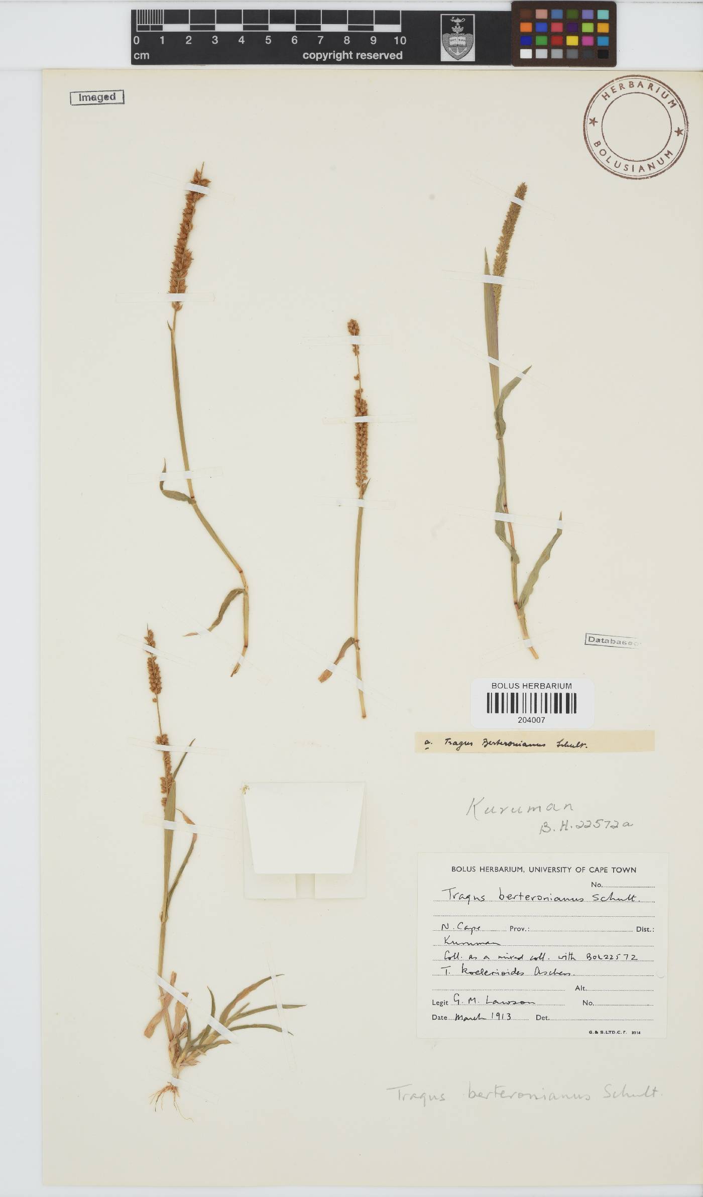 Tragus berteronianus image
