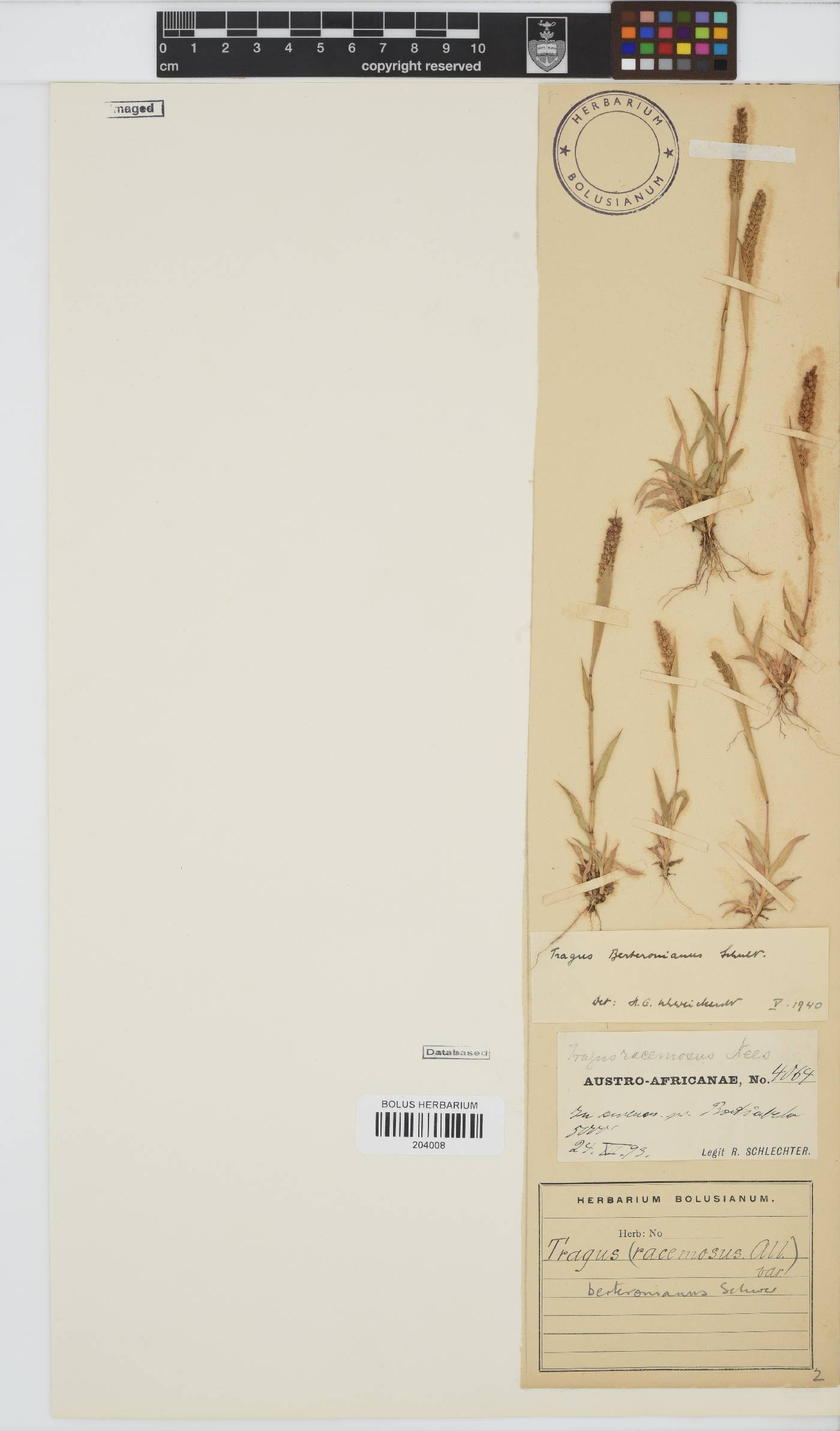 Tragus berteronianus image