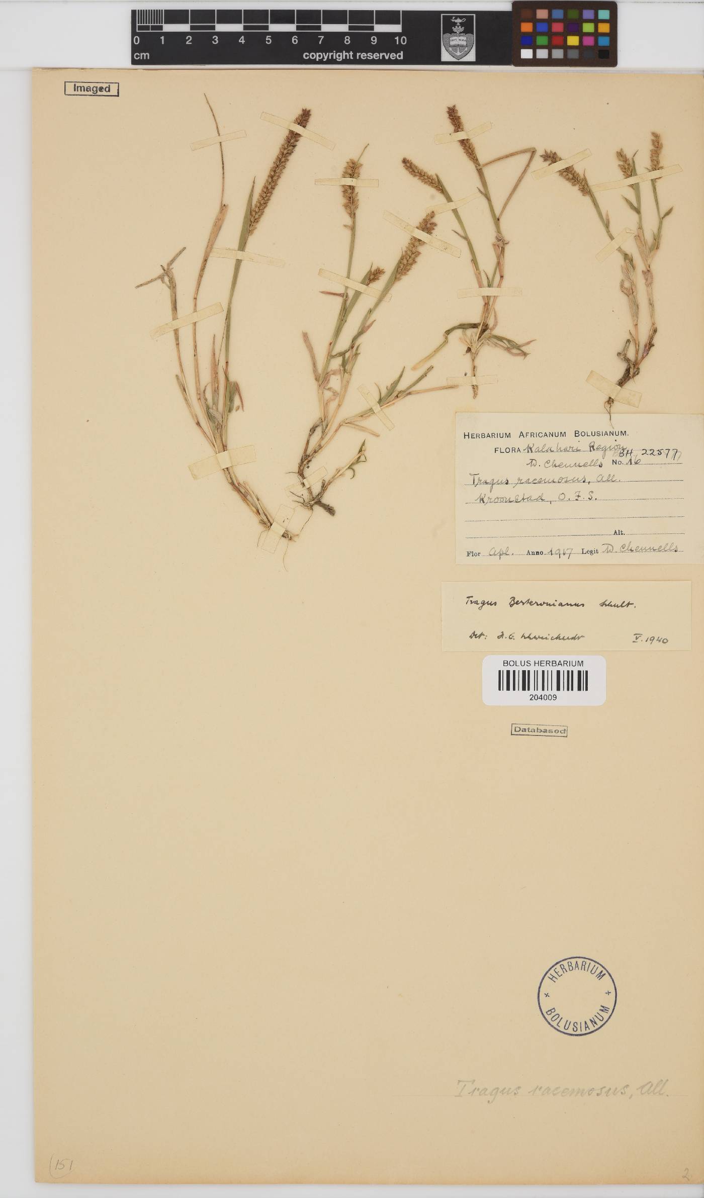 Tragus berteronianus image