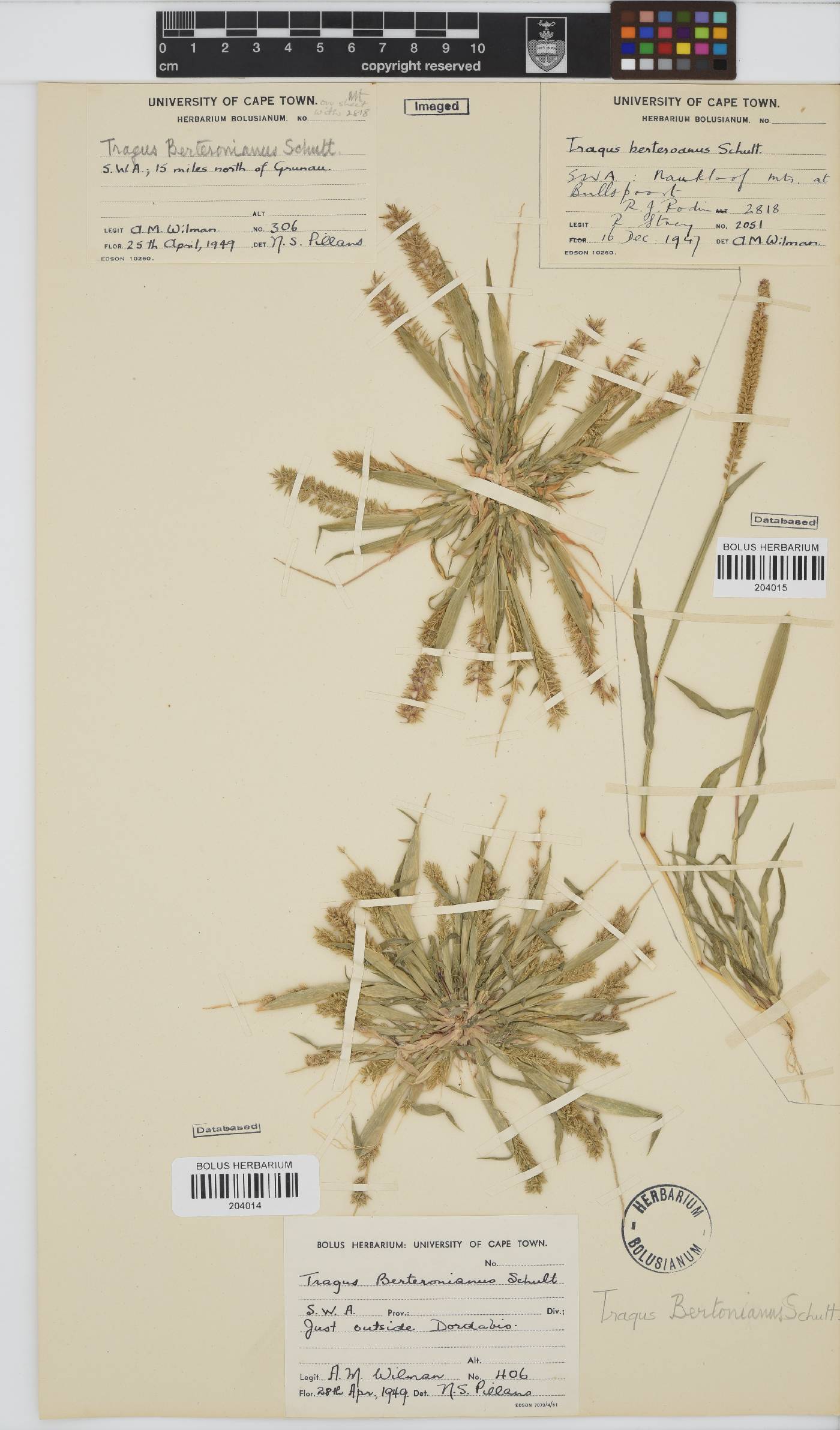 Tragus berteronianus image