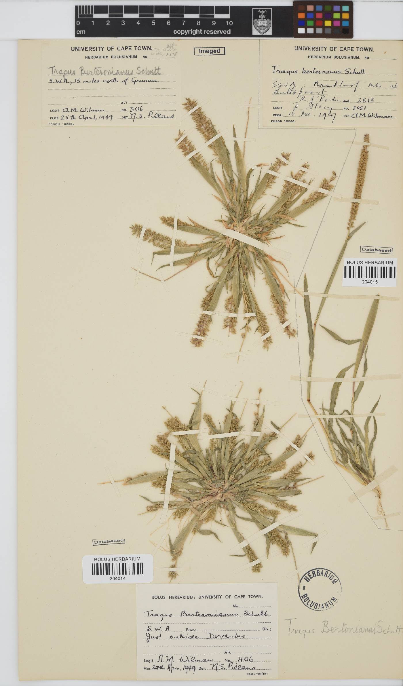 Tragus berteronianus image