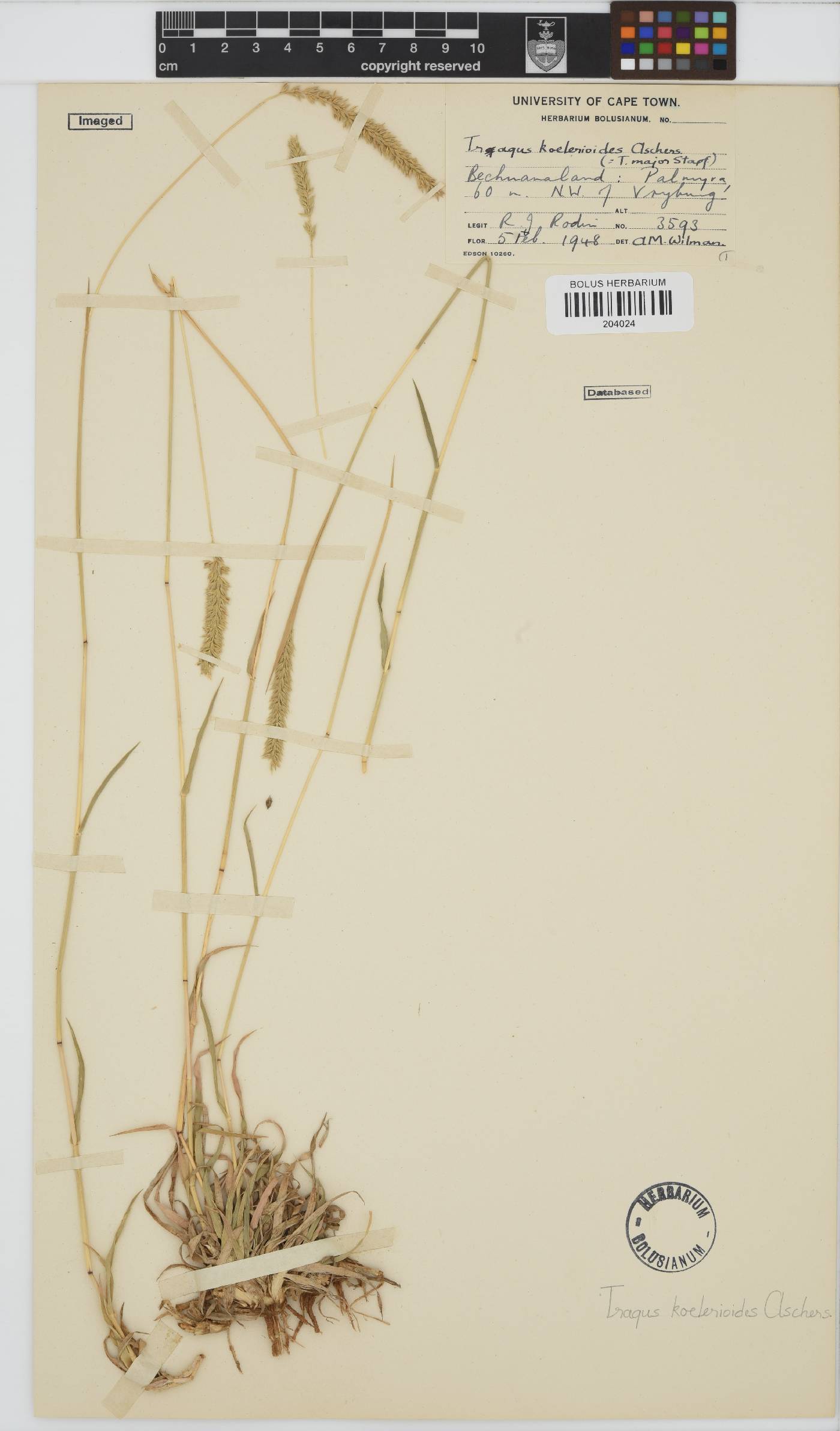 Tragus koelerioides image