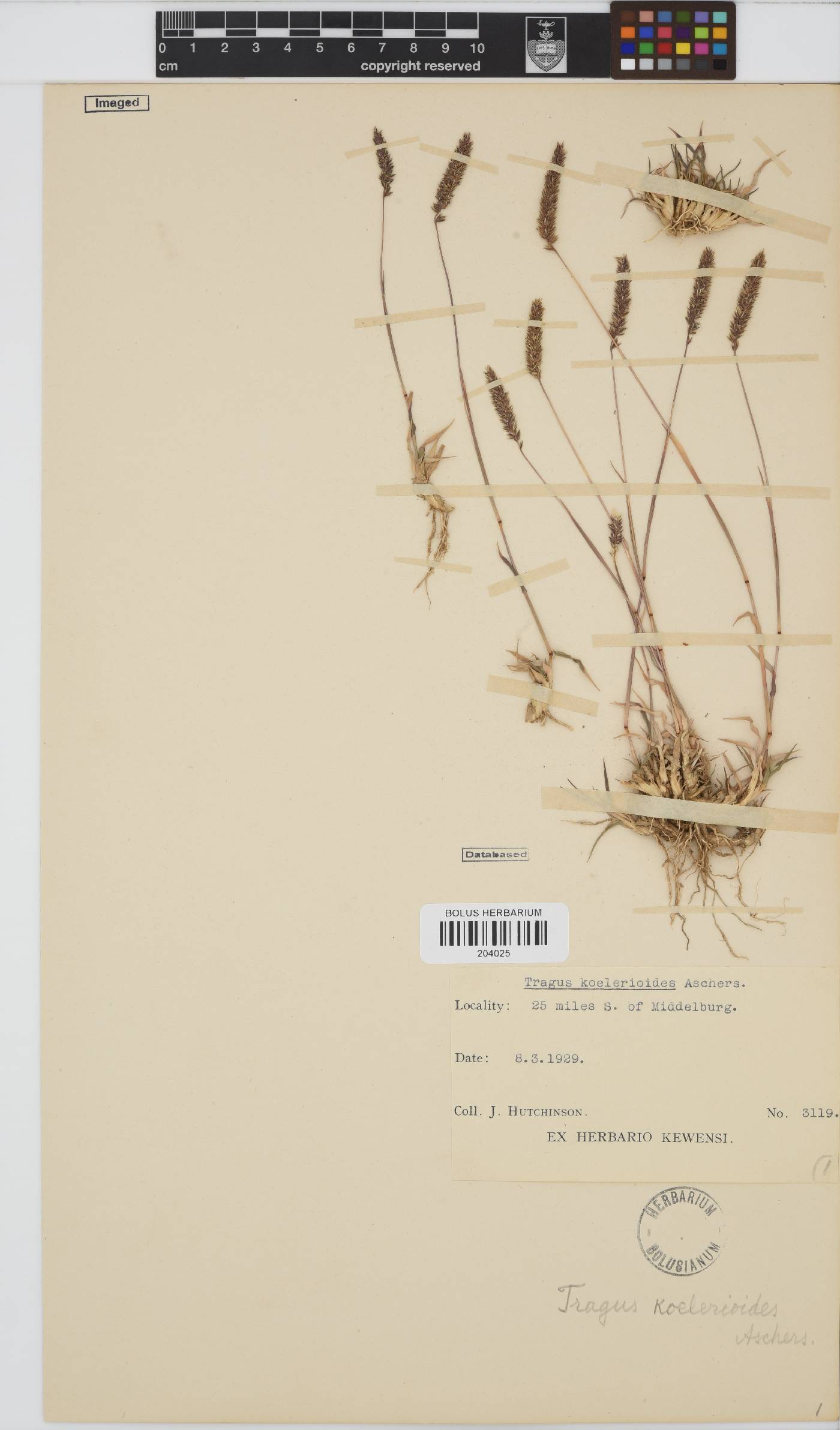 Tragus koelerioides image