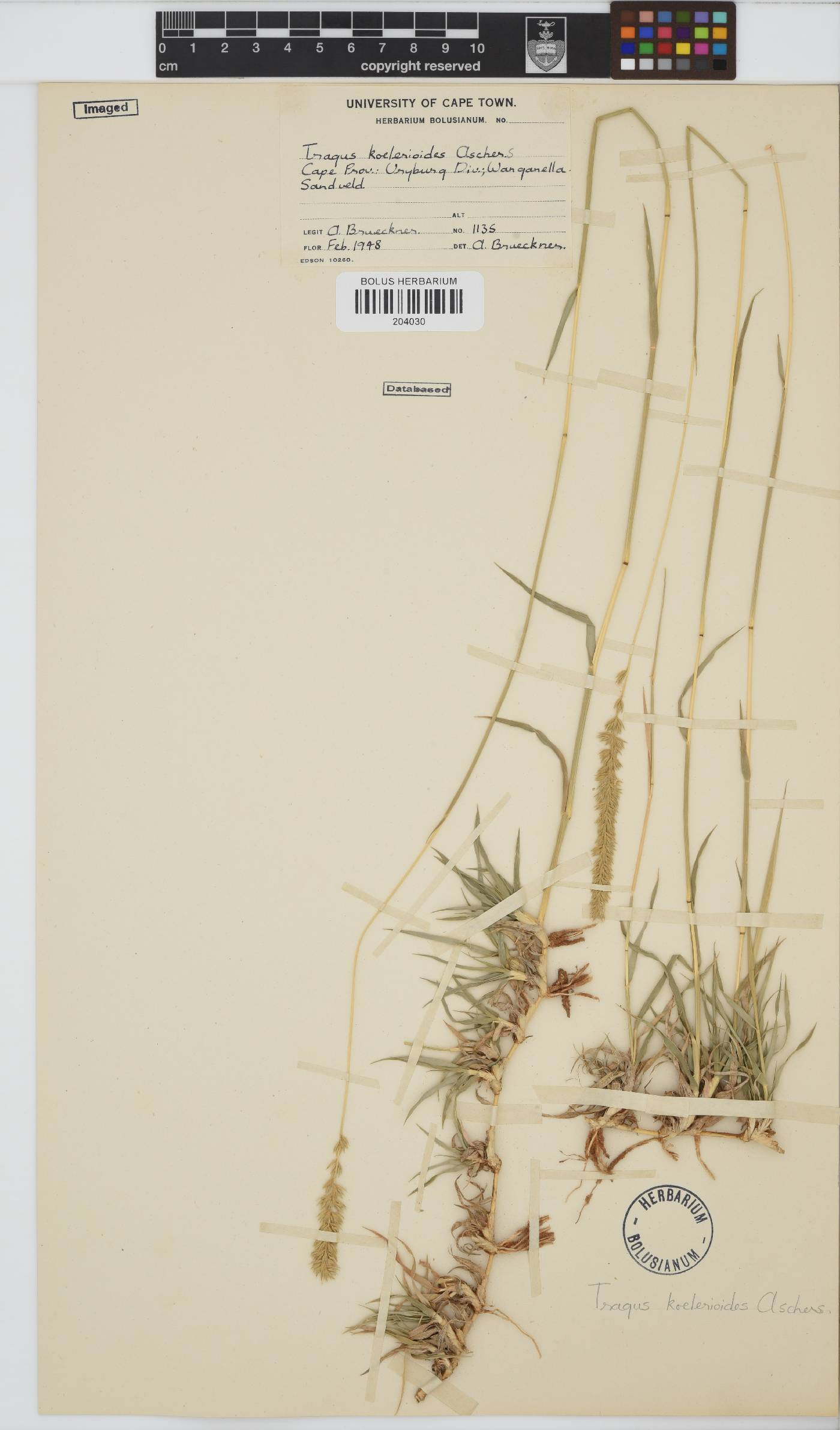 Tragus koelerioides image