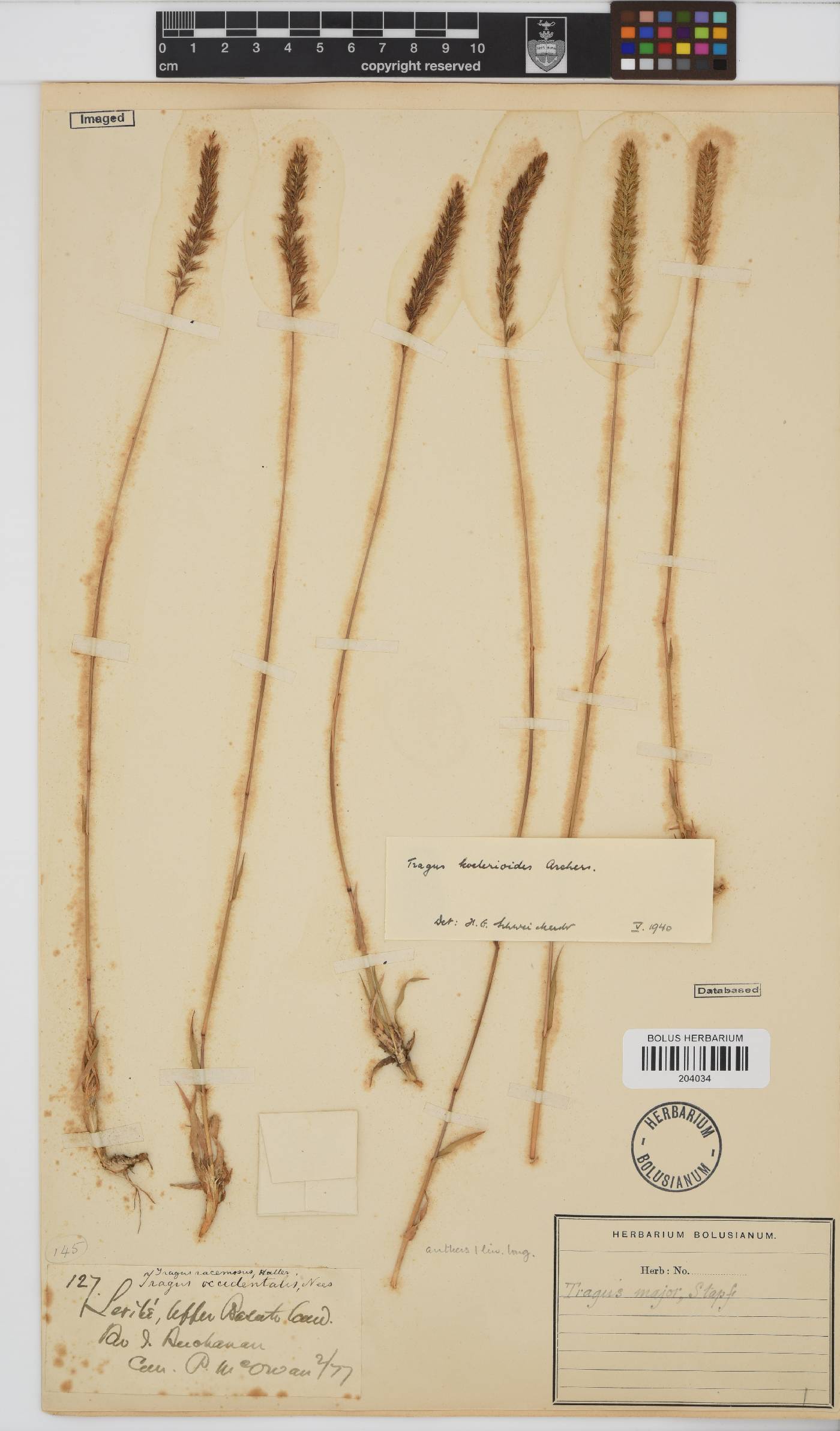 Tragus koelerioides image