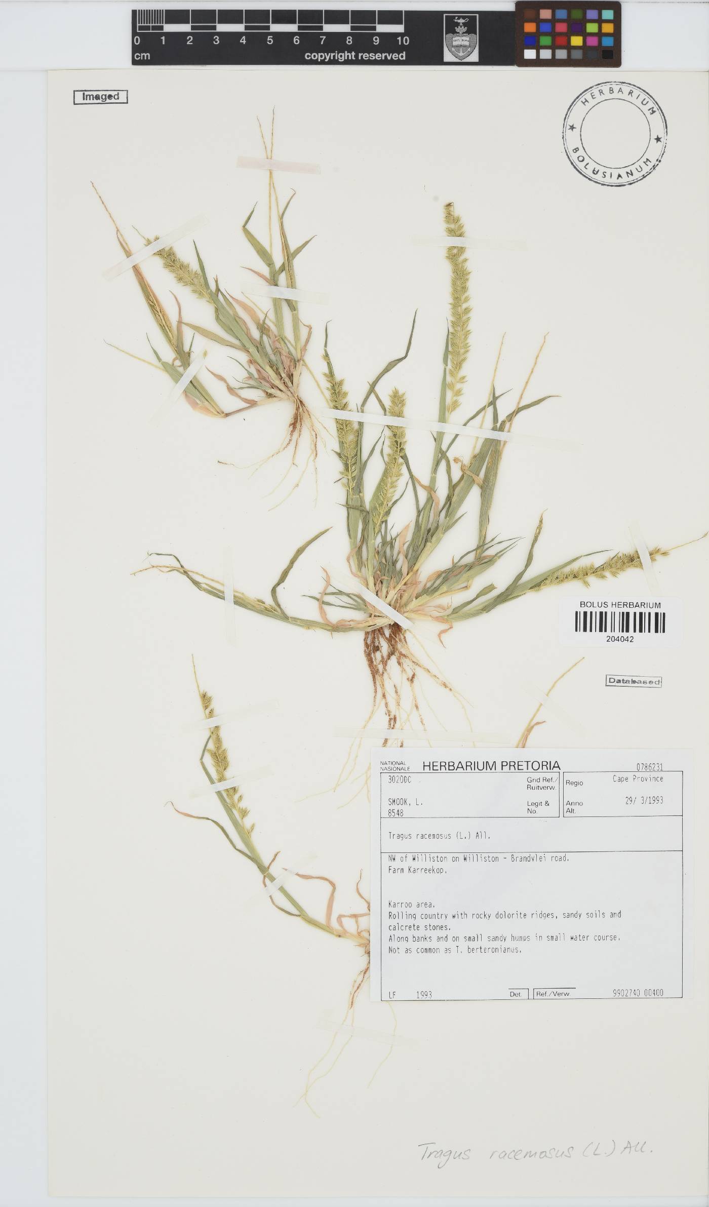 Tragus racemosus image