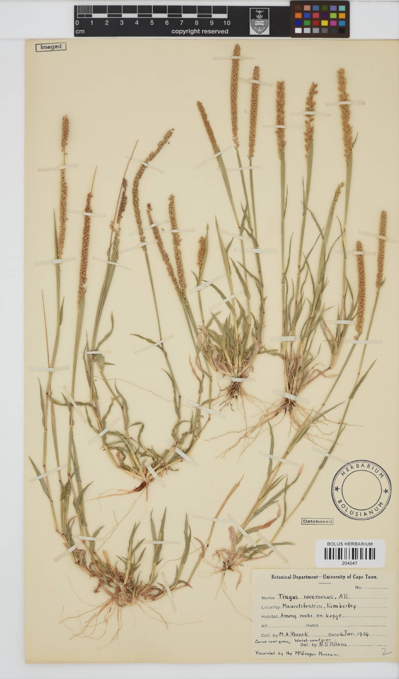 Tragus racemosus image