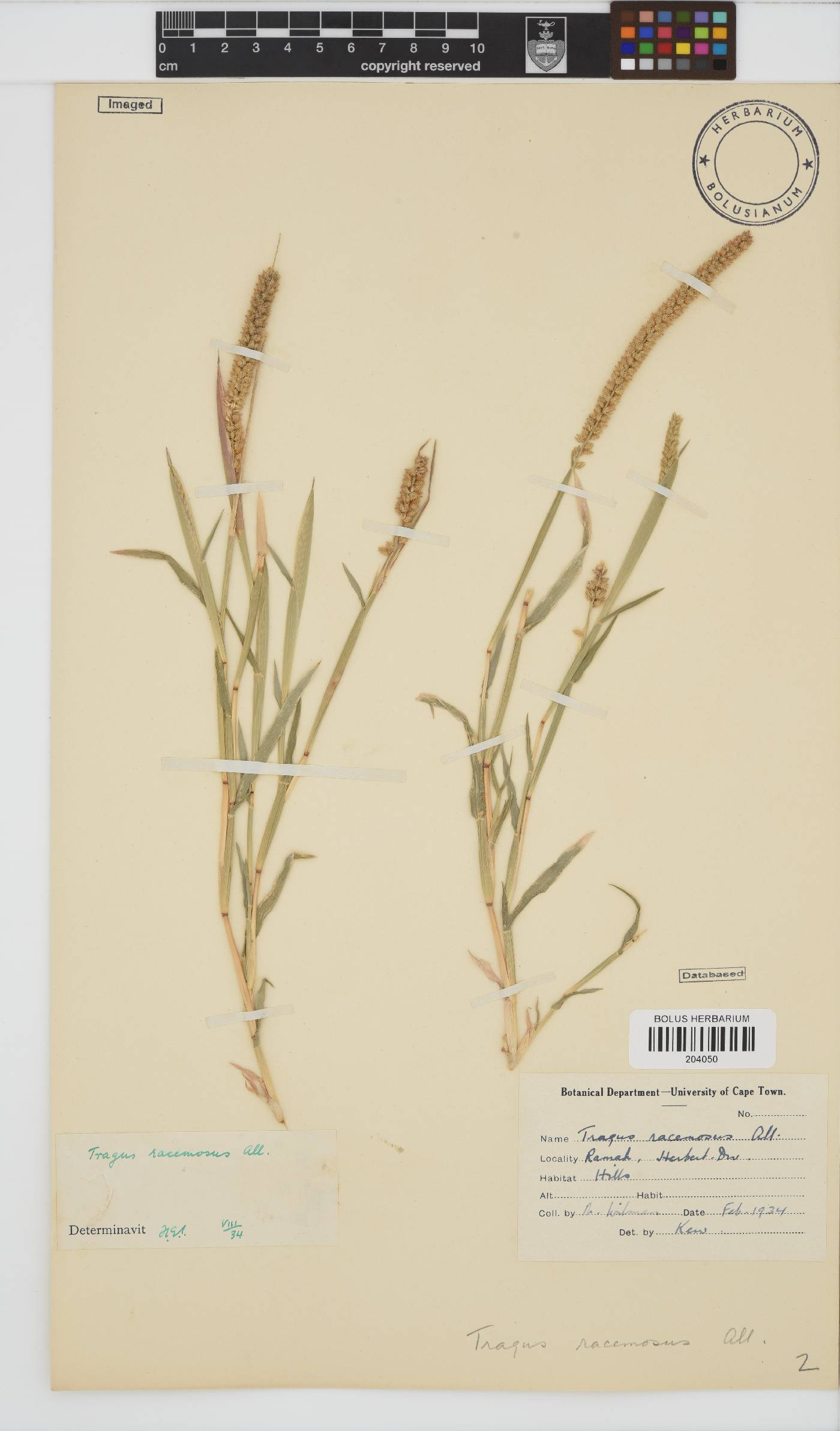 Tragus racemosus image