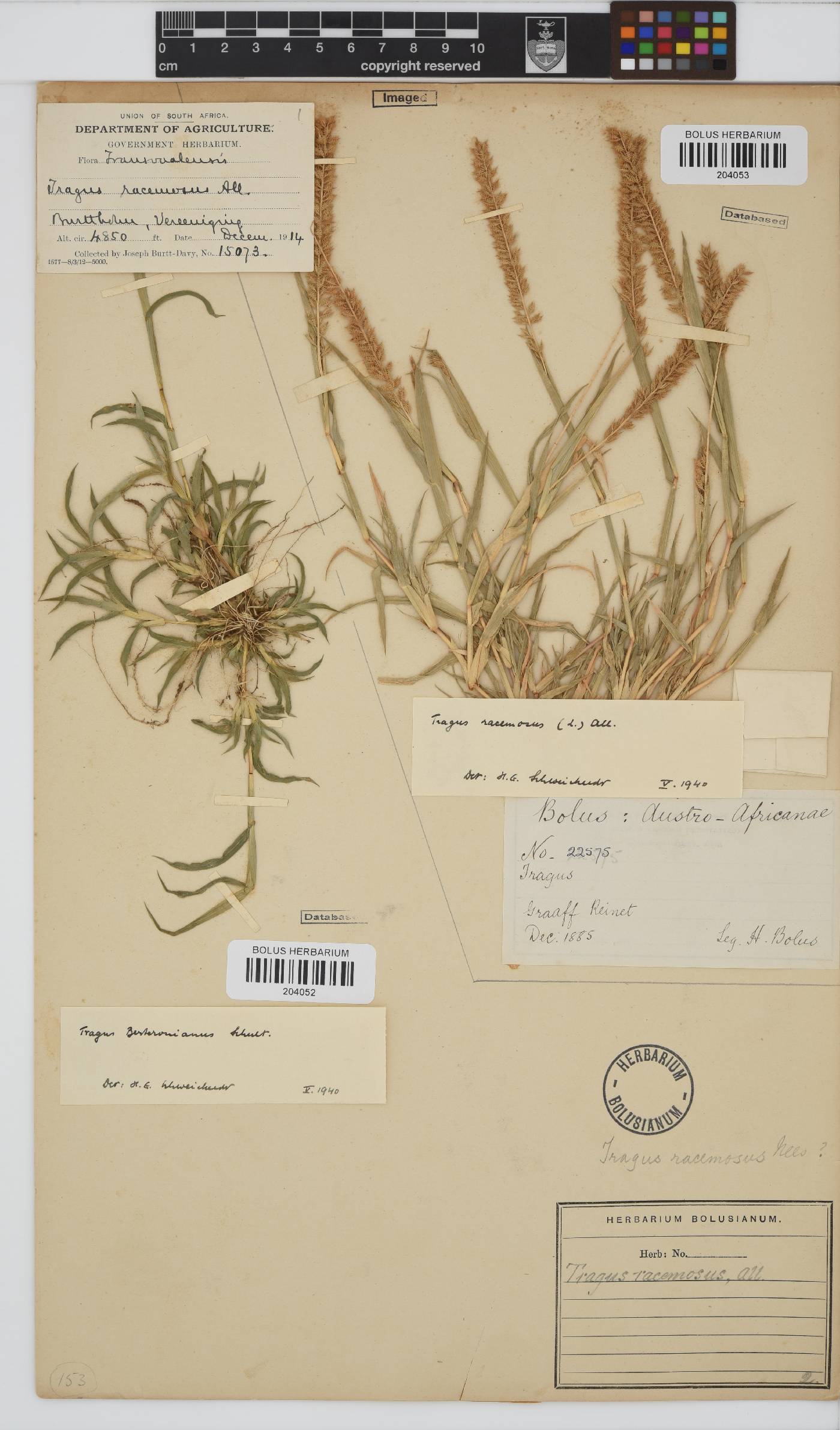 Tragus racemosus image