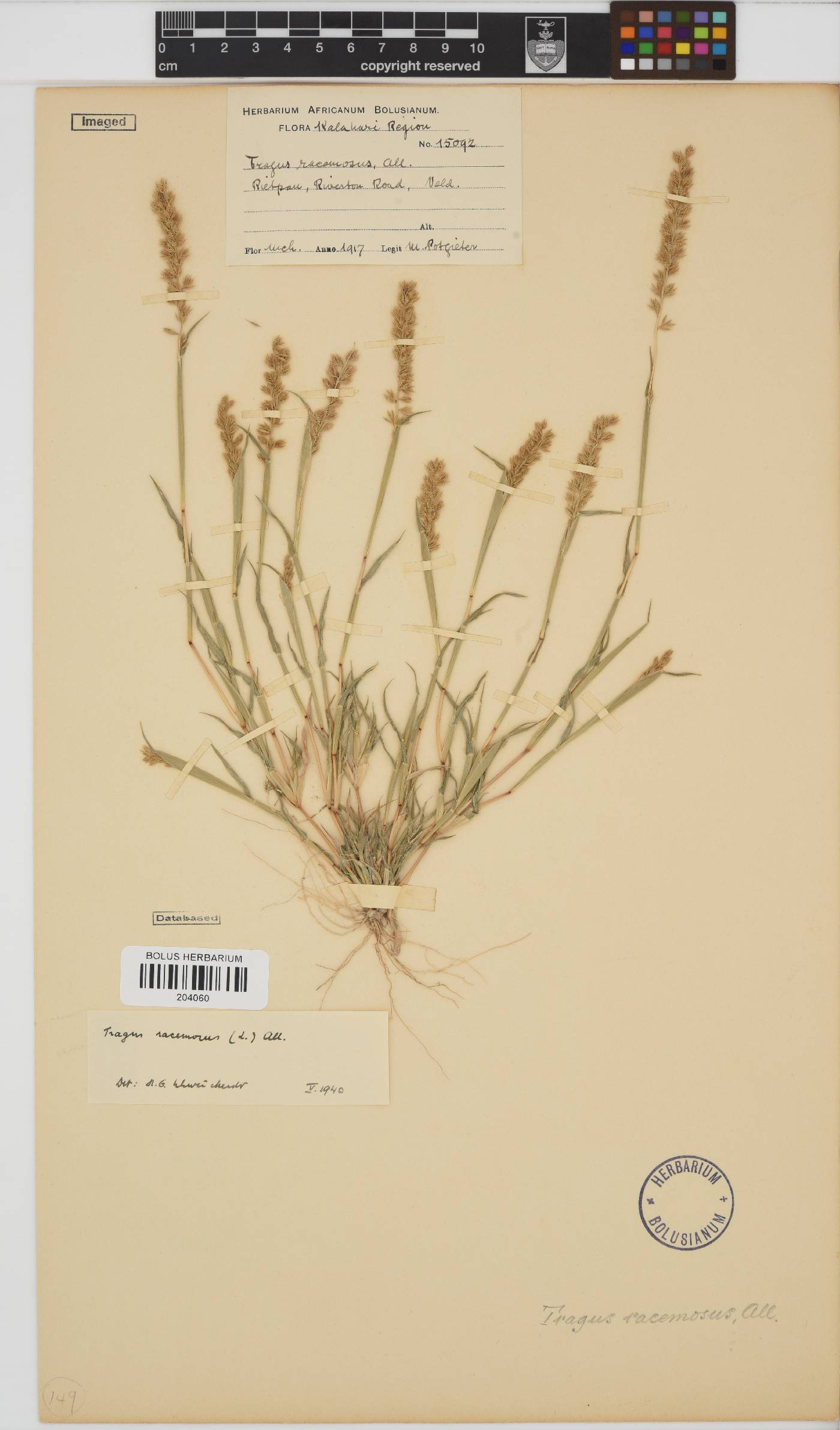 Tragus racemosus image