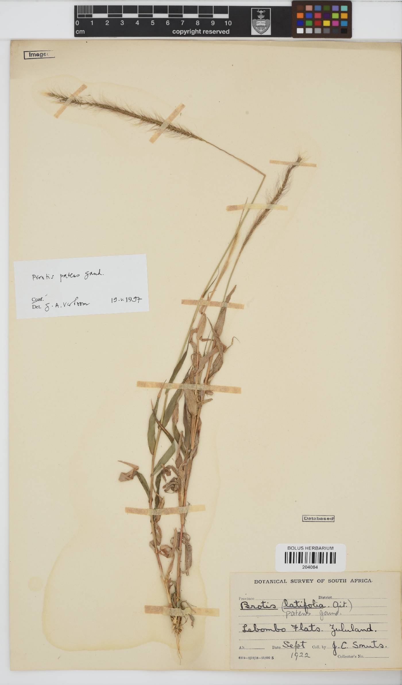 Perotis image