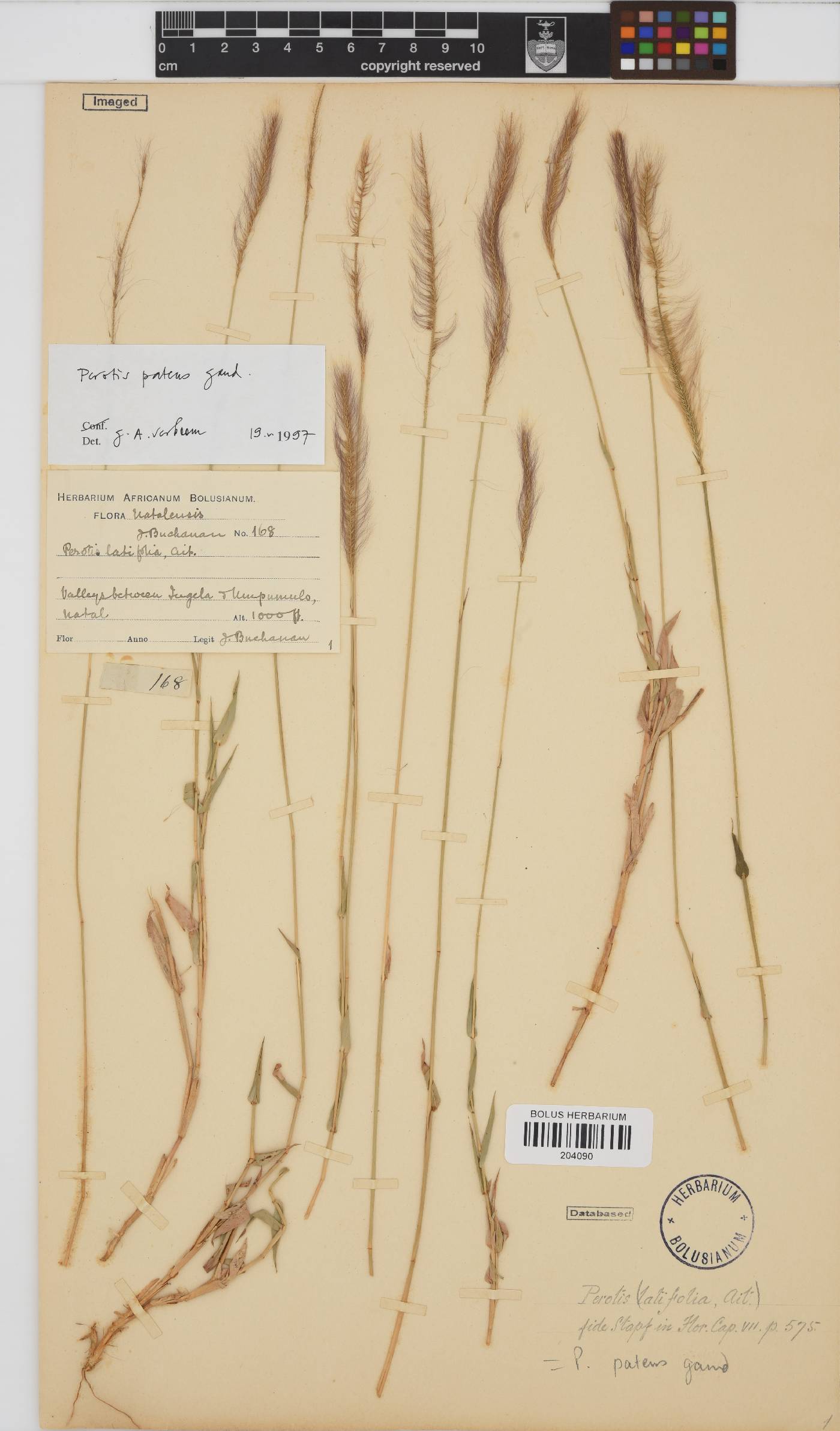 Perotis patens image