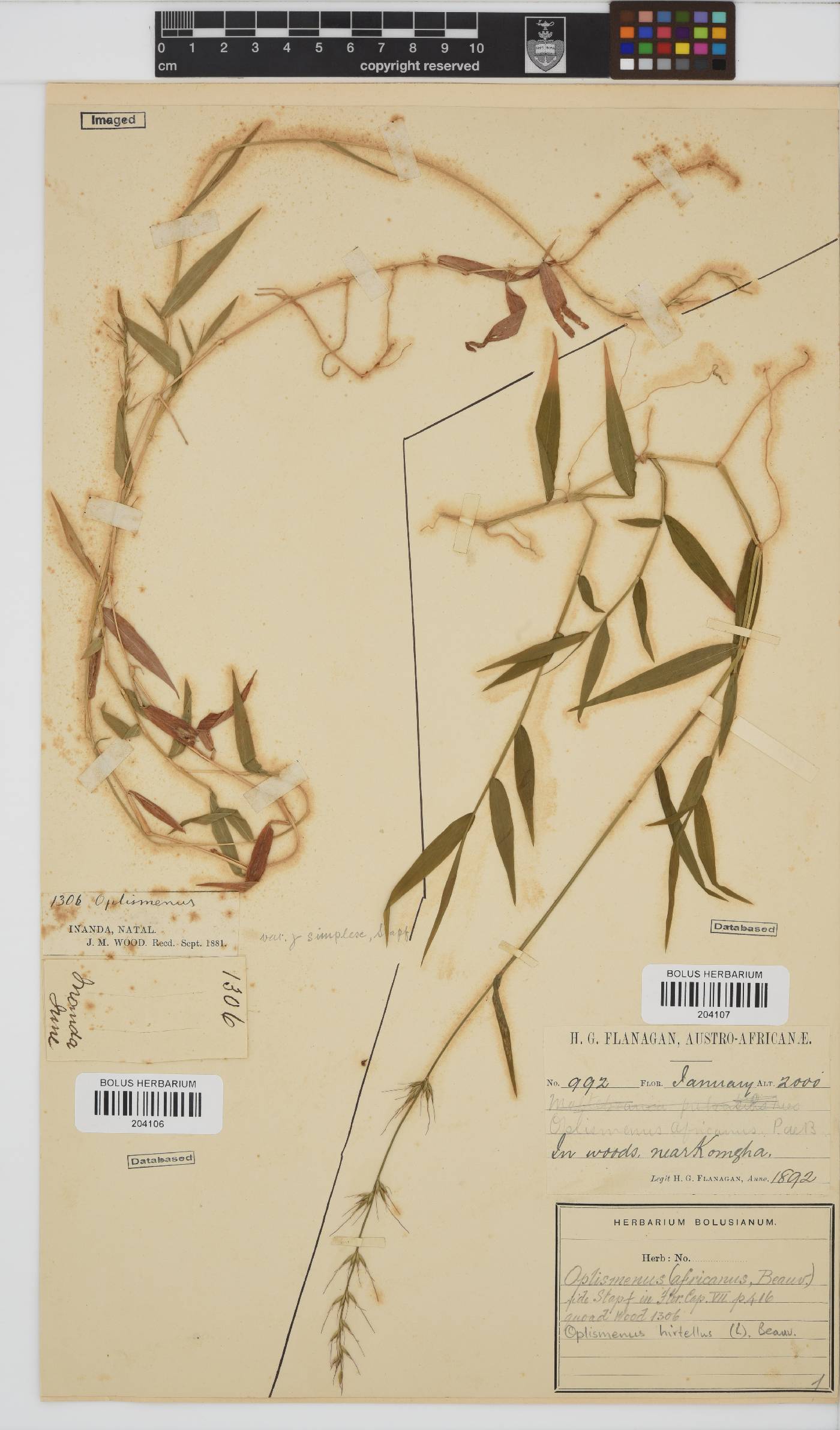 Oplismenus hirtellus image